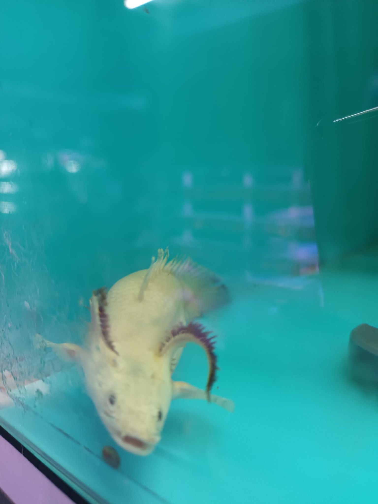 Albino bichir
