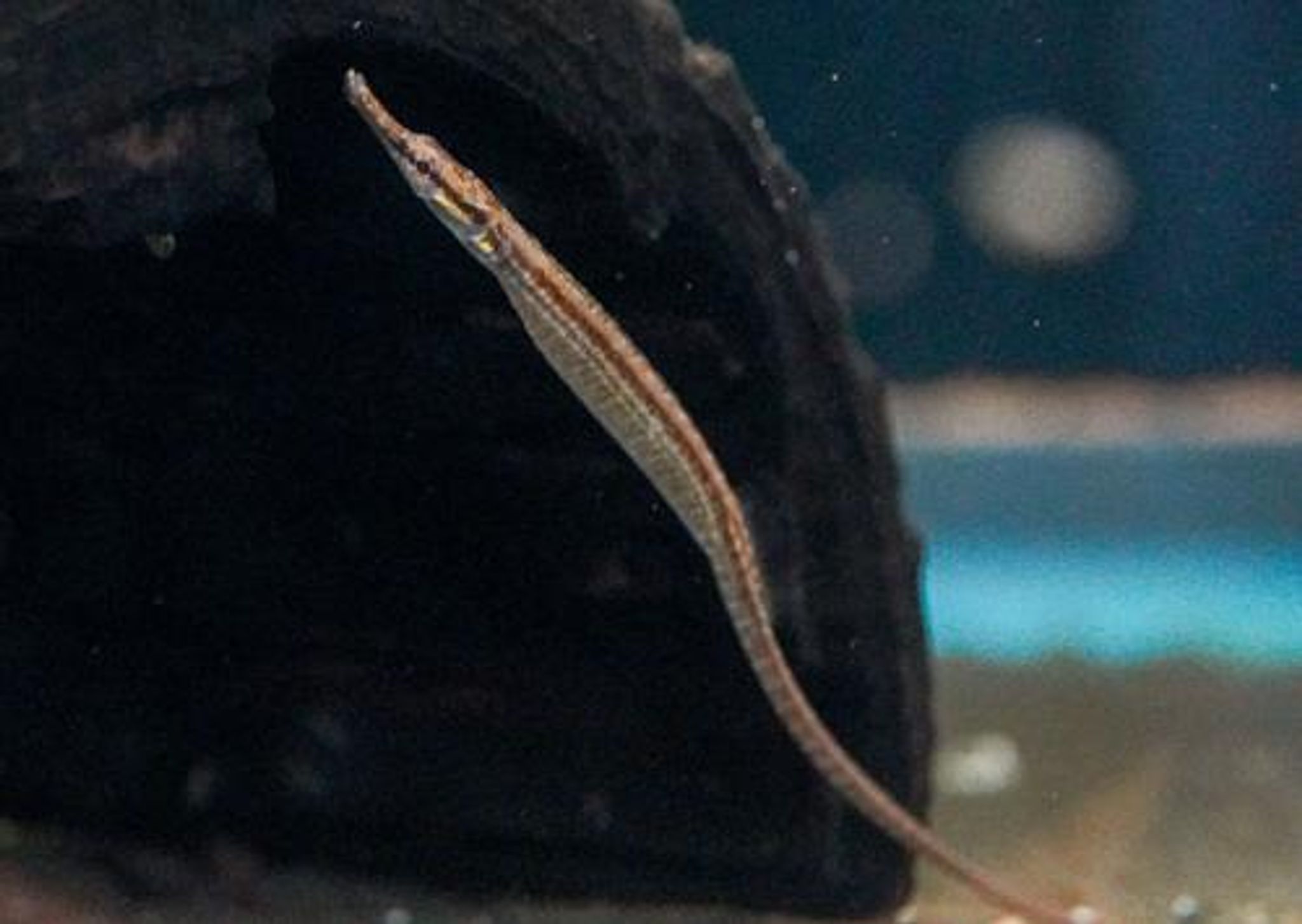 Doryichthys deokhatoides 5 pcs