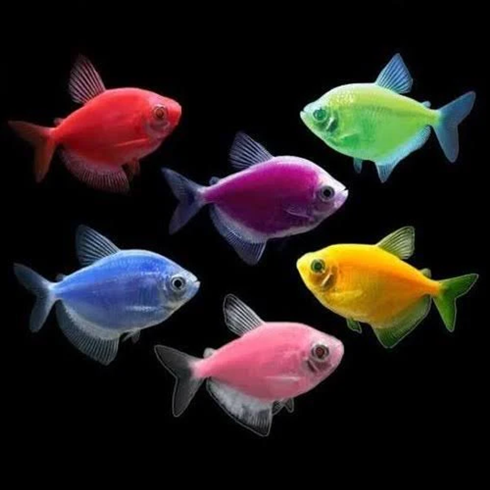 Luminous Tetra 3cm