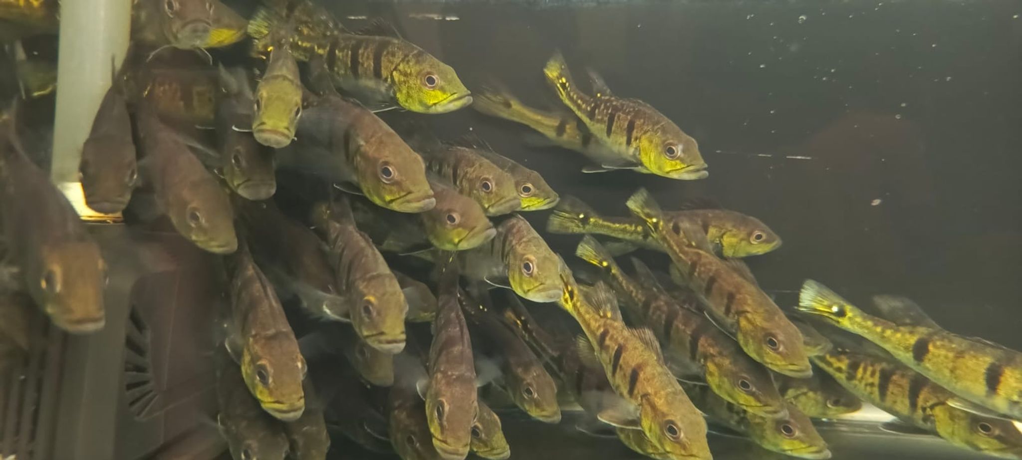 PBass Kalberi