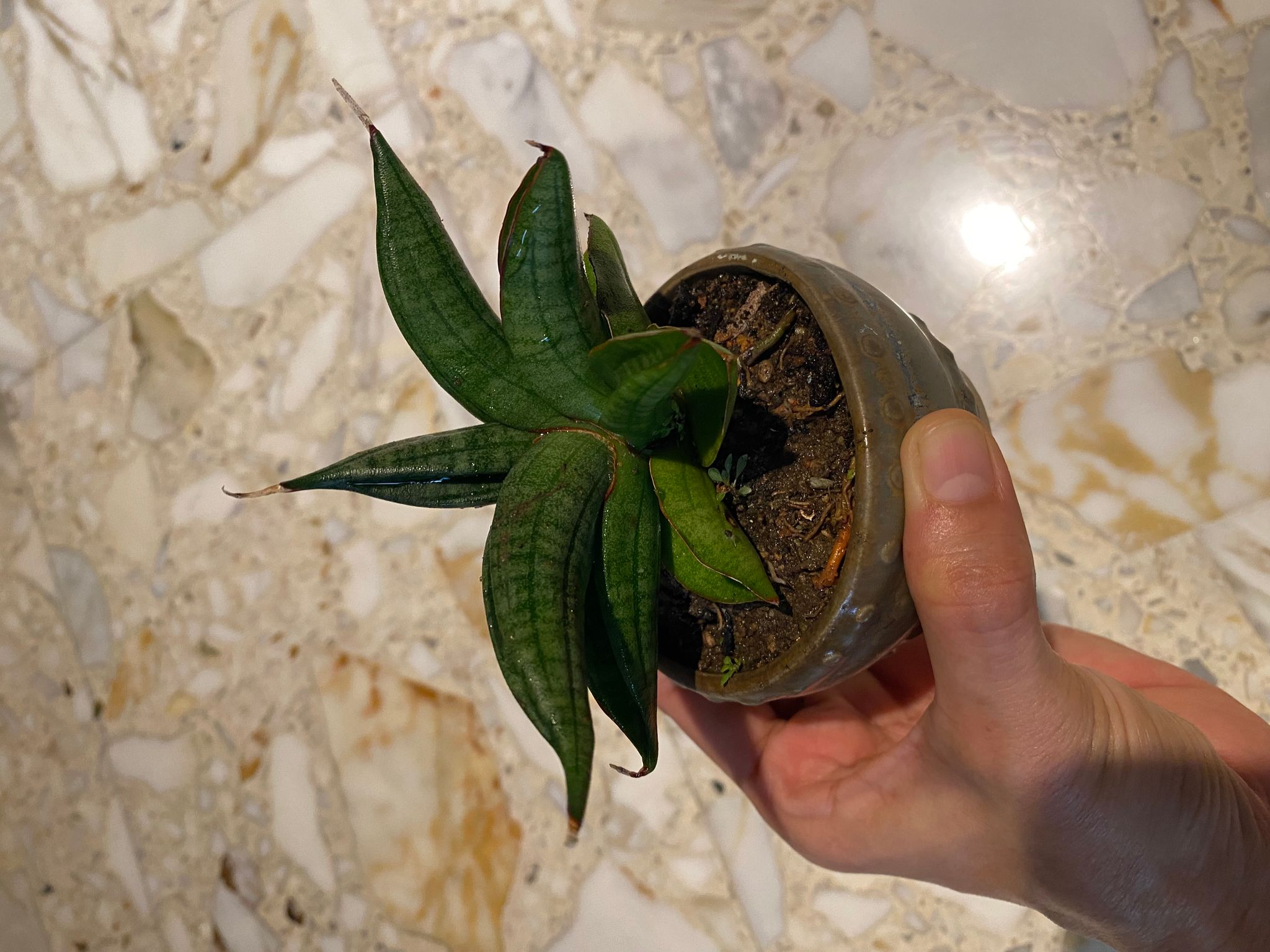 Sansevieria patens