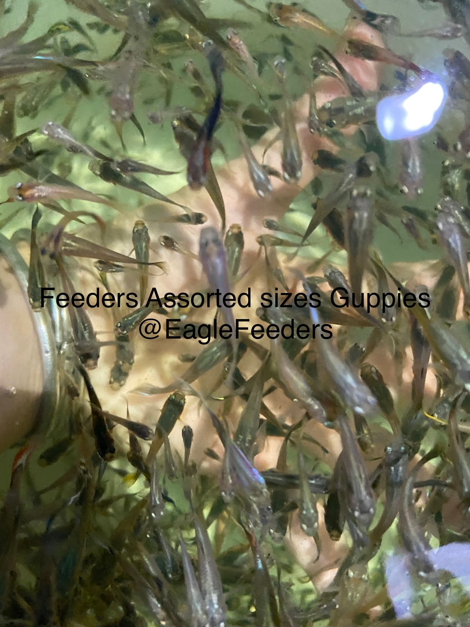 Guppy feeder (mixture of sizes)