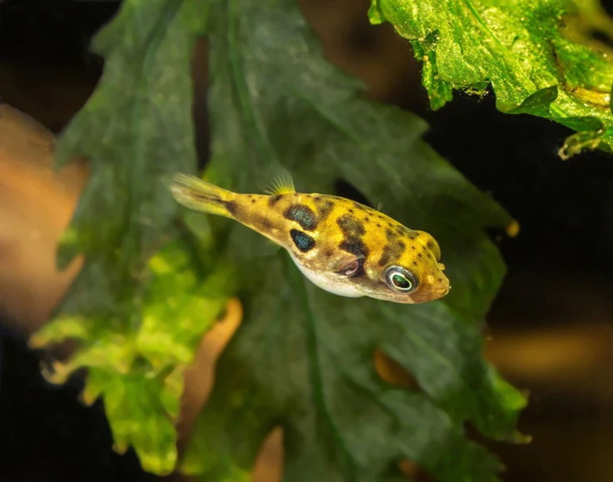 What Do Figure 8 Puffer Eat? A Practical Feeding Guide