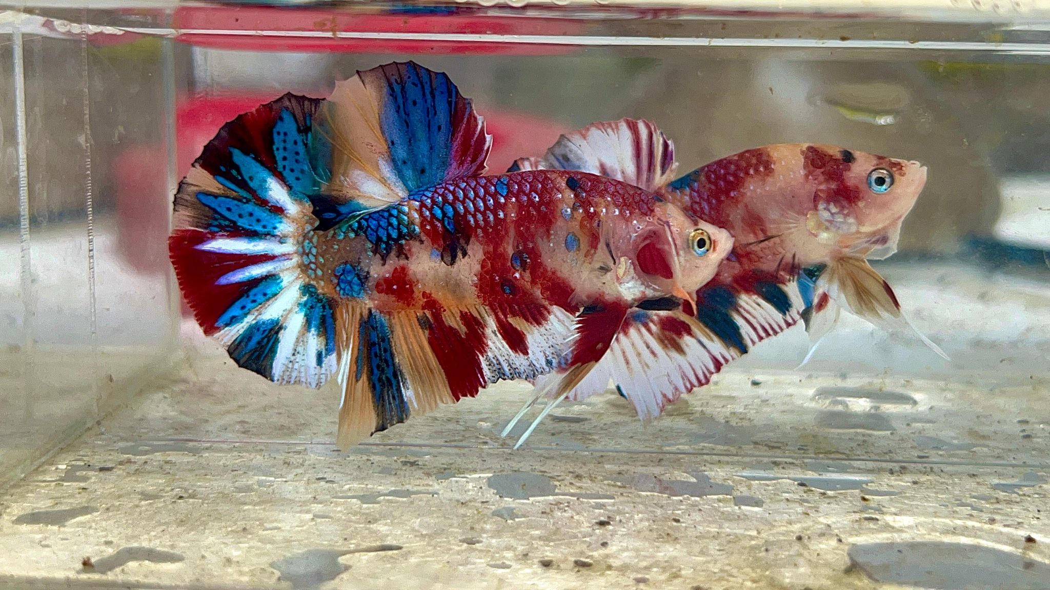 Multicolor metalic
