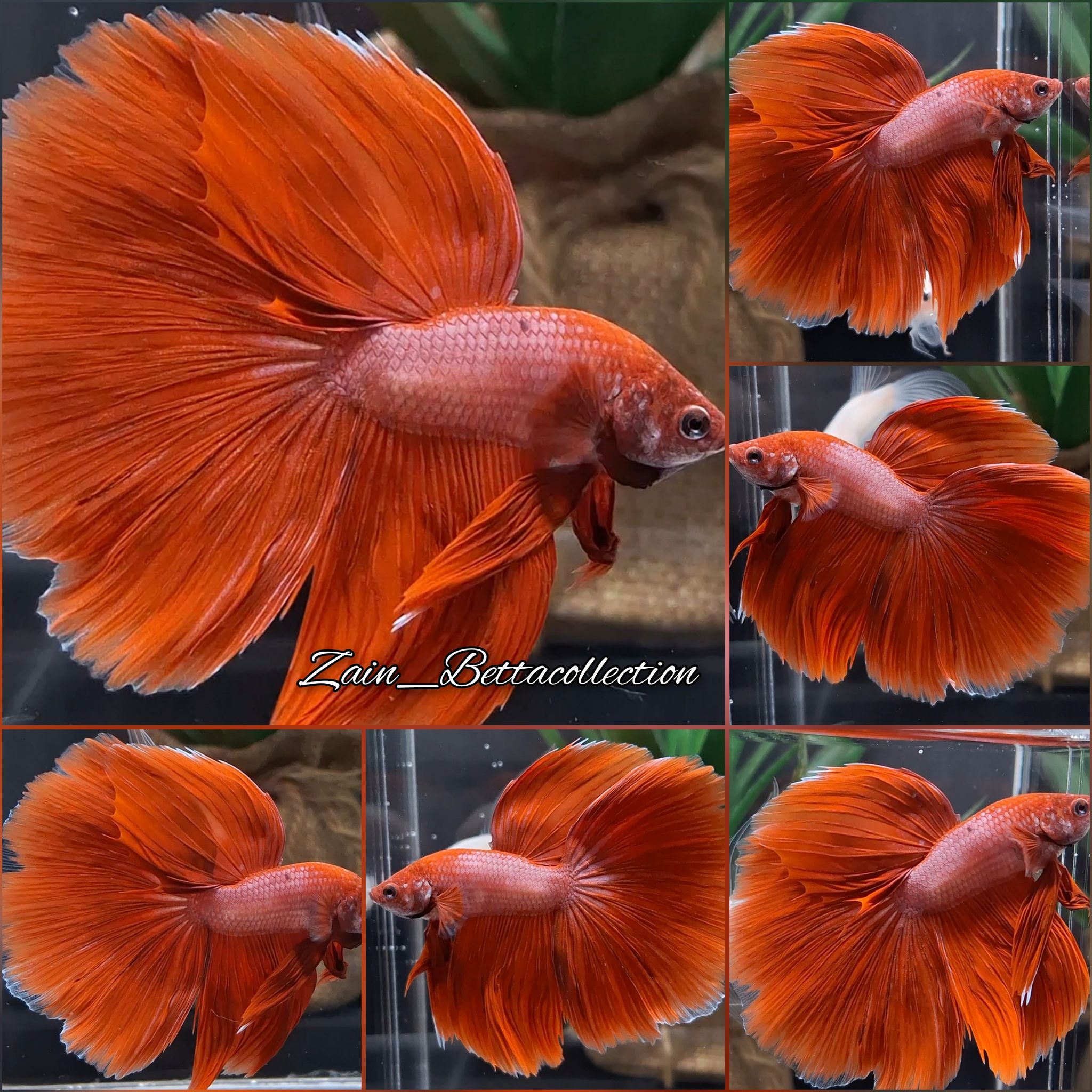 Halfmoon Red Purple Rosetail