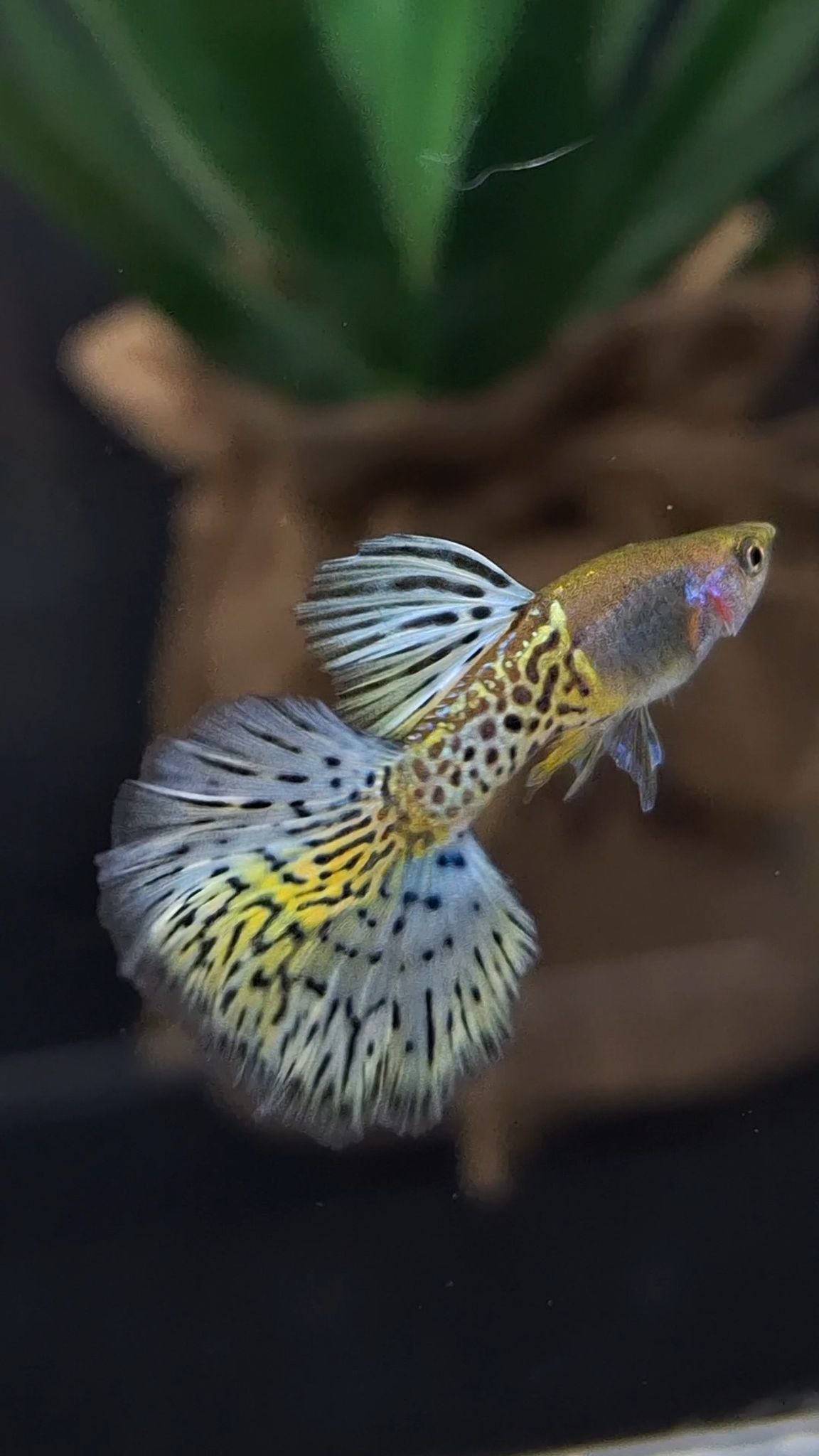 Higher Care Guppy Yellow Tiger