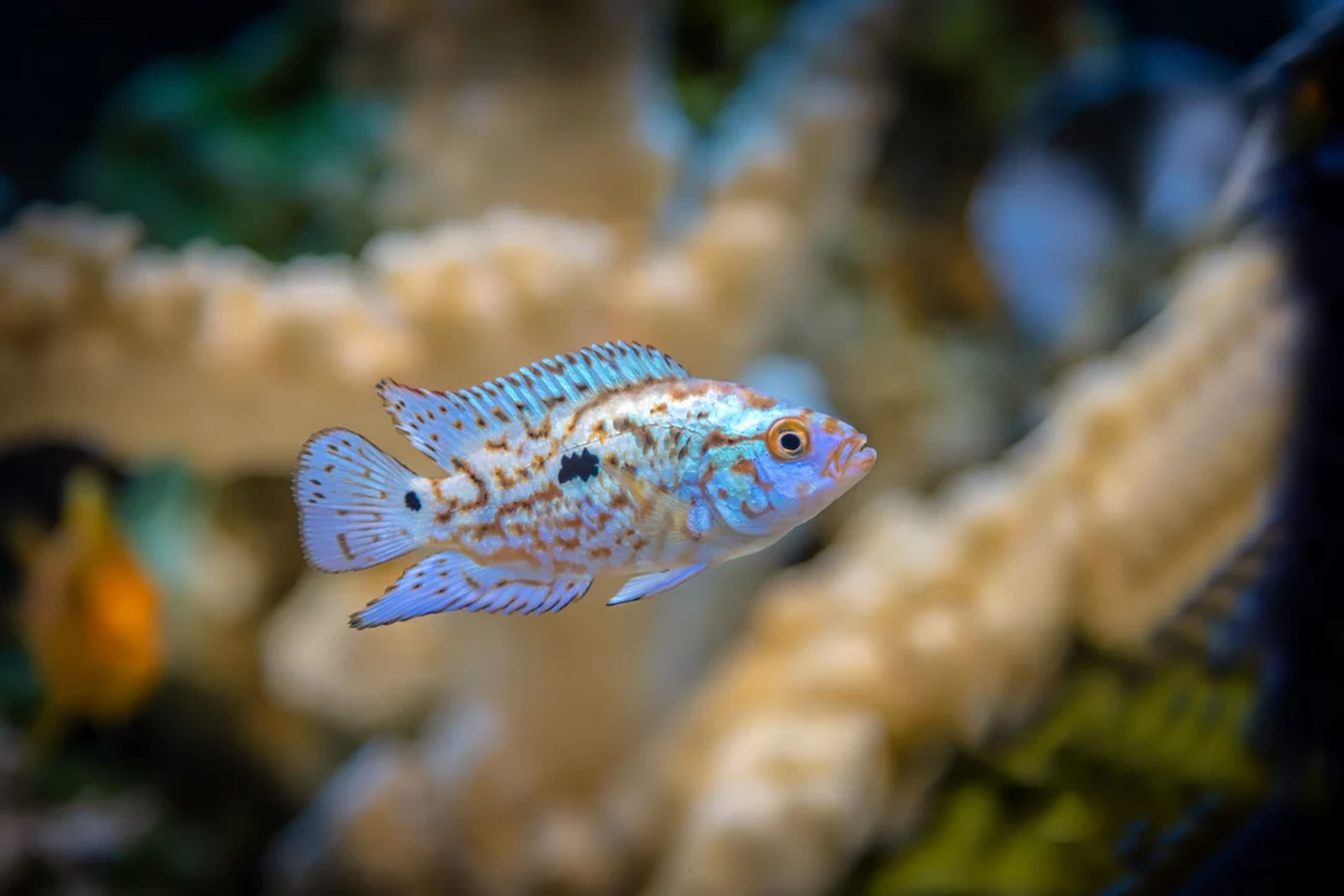Electric Blue Jack Dempsey
