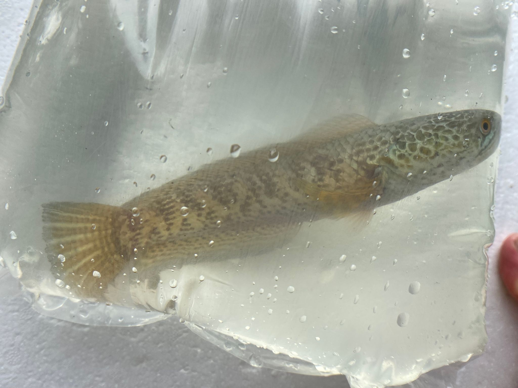Channa aurantimaculata (cobra snakehead)
