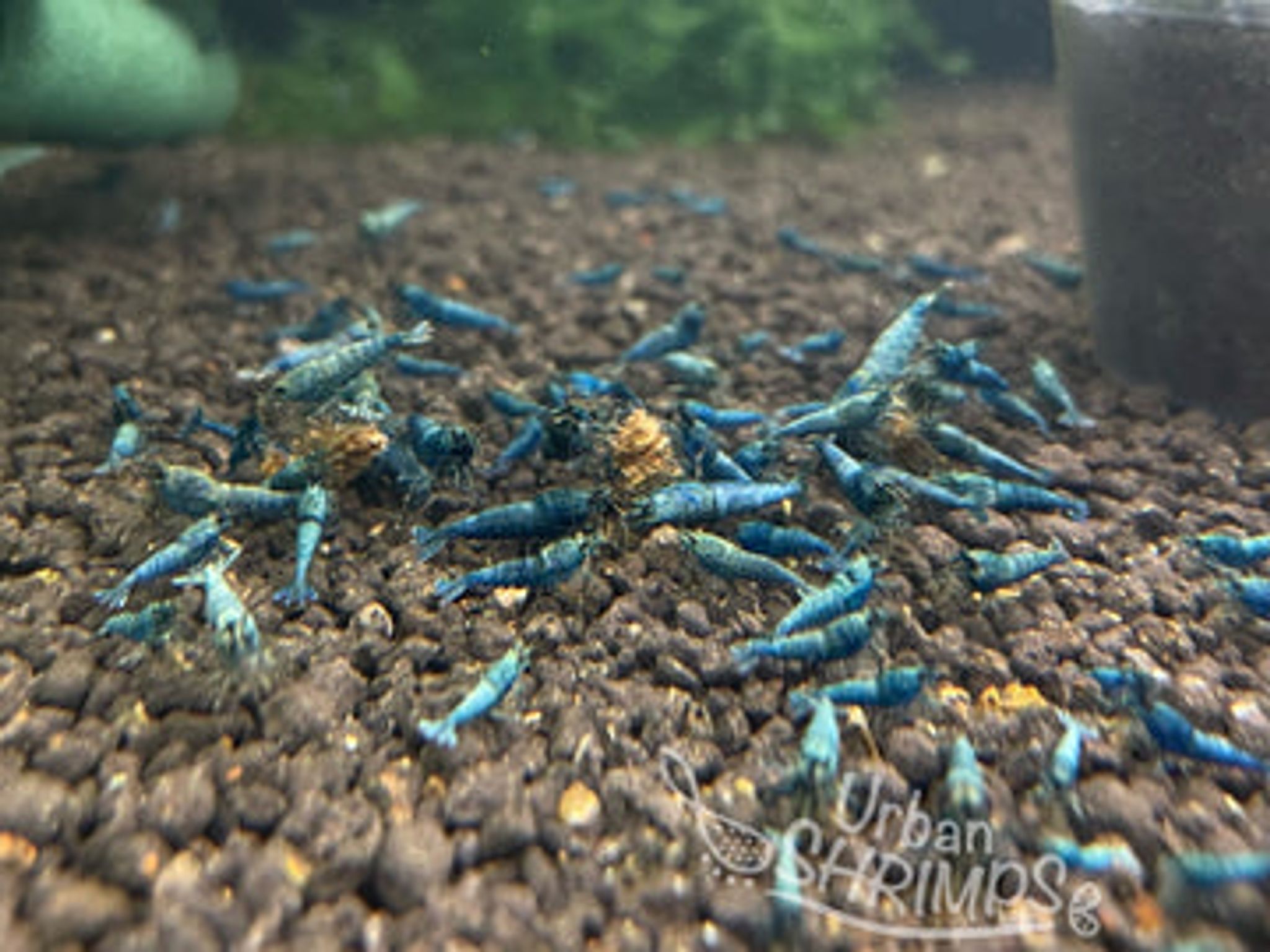 Blue bolt shrimp