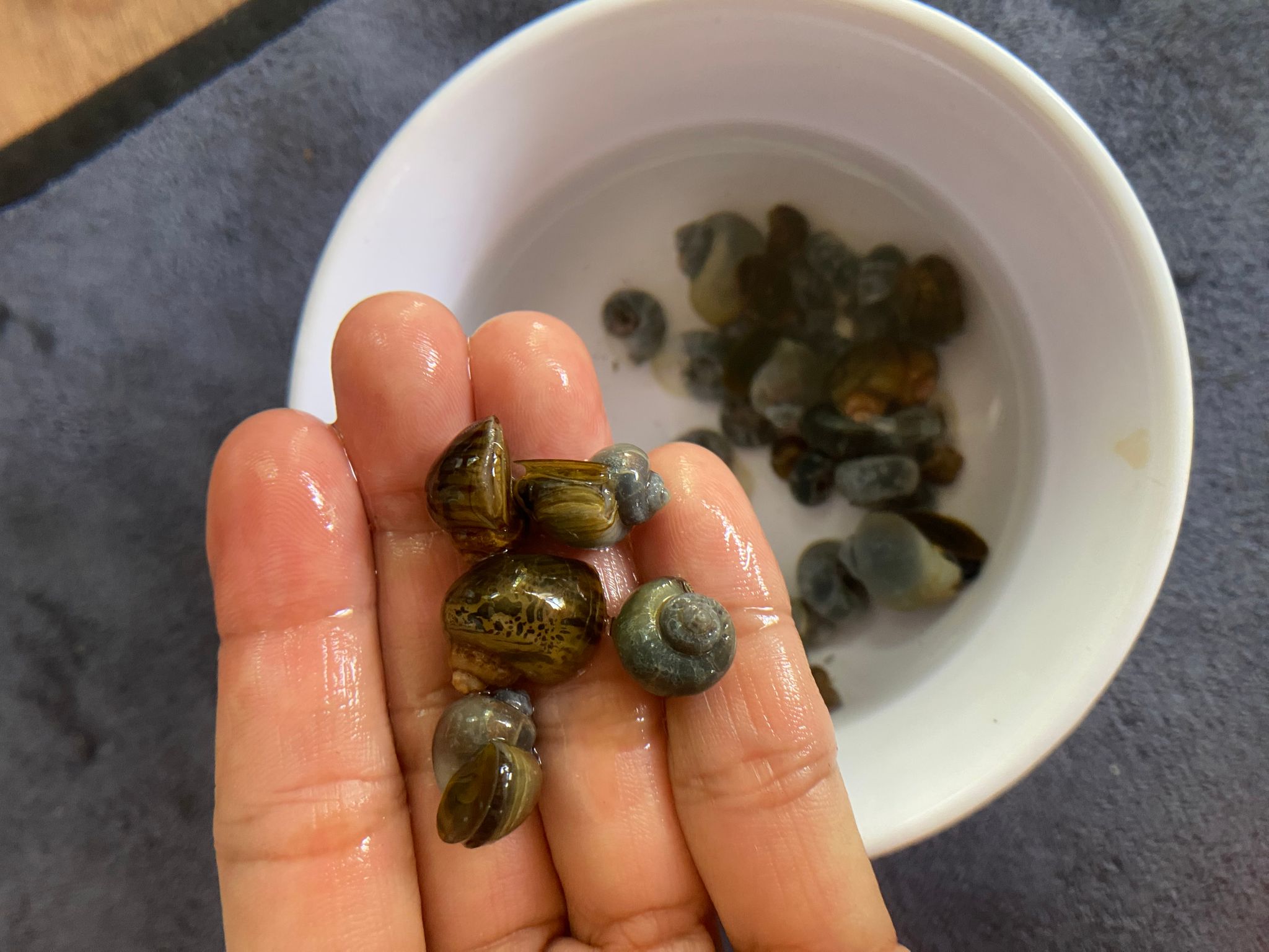 Feeders snails (assorted sizes/species)
