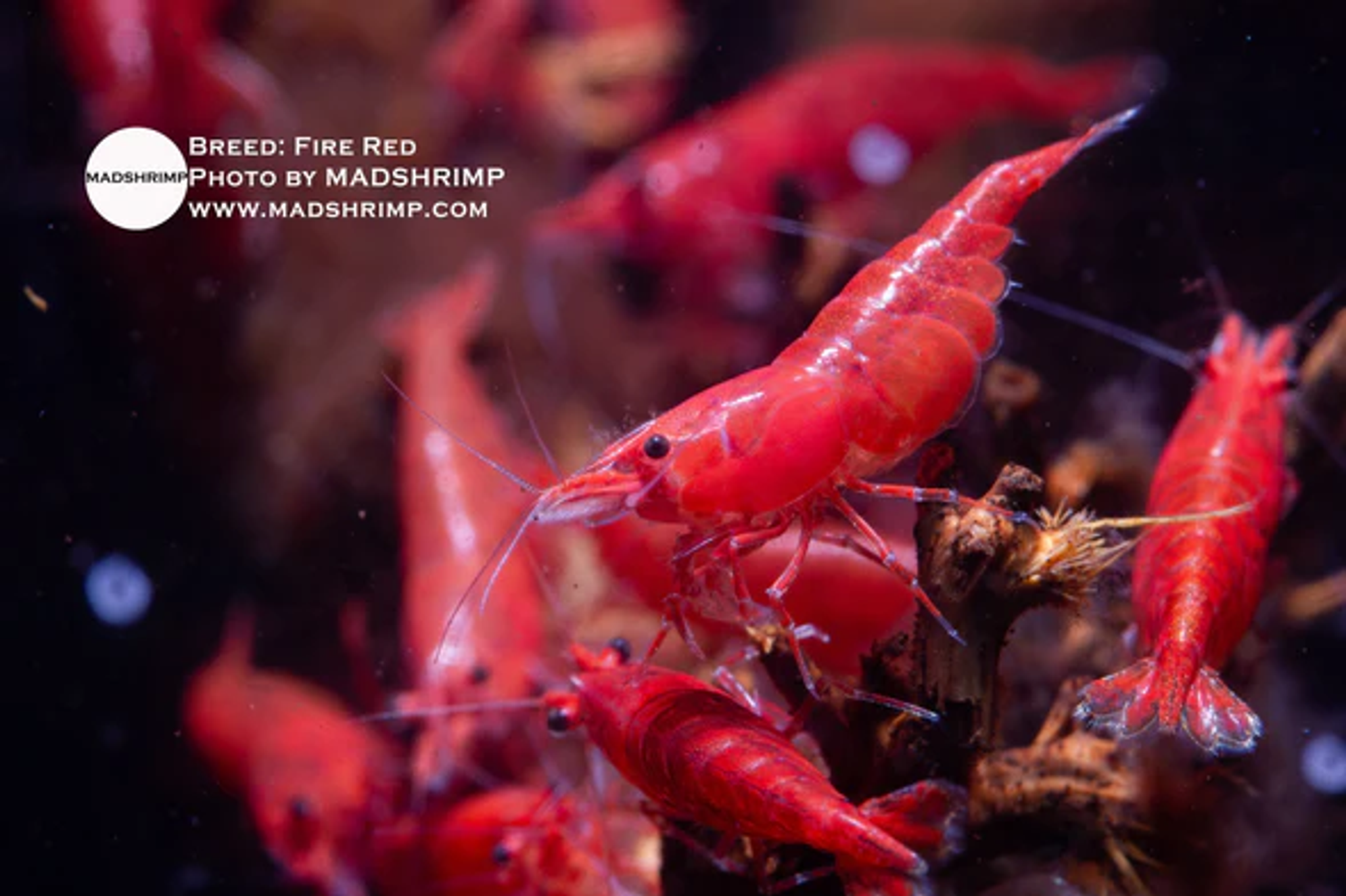 Fire Red Shrimp