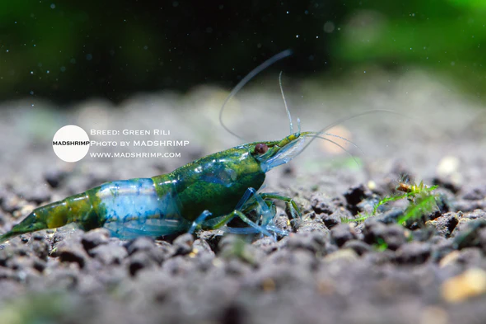 Green Rili Shrimp