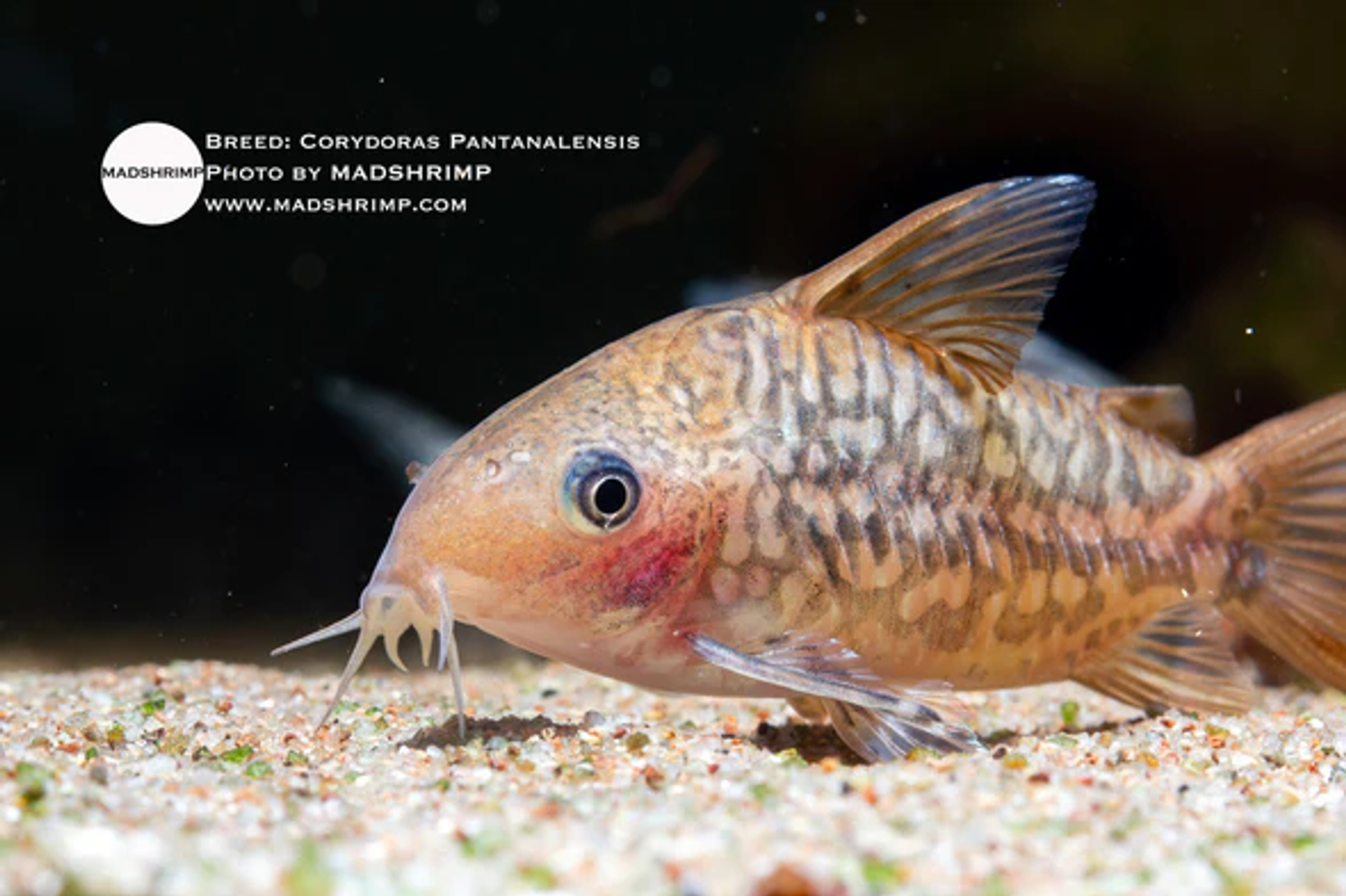 Brochis Pantanalensis Pair