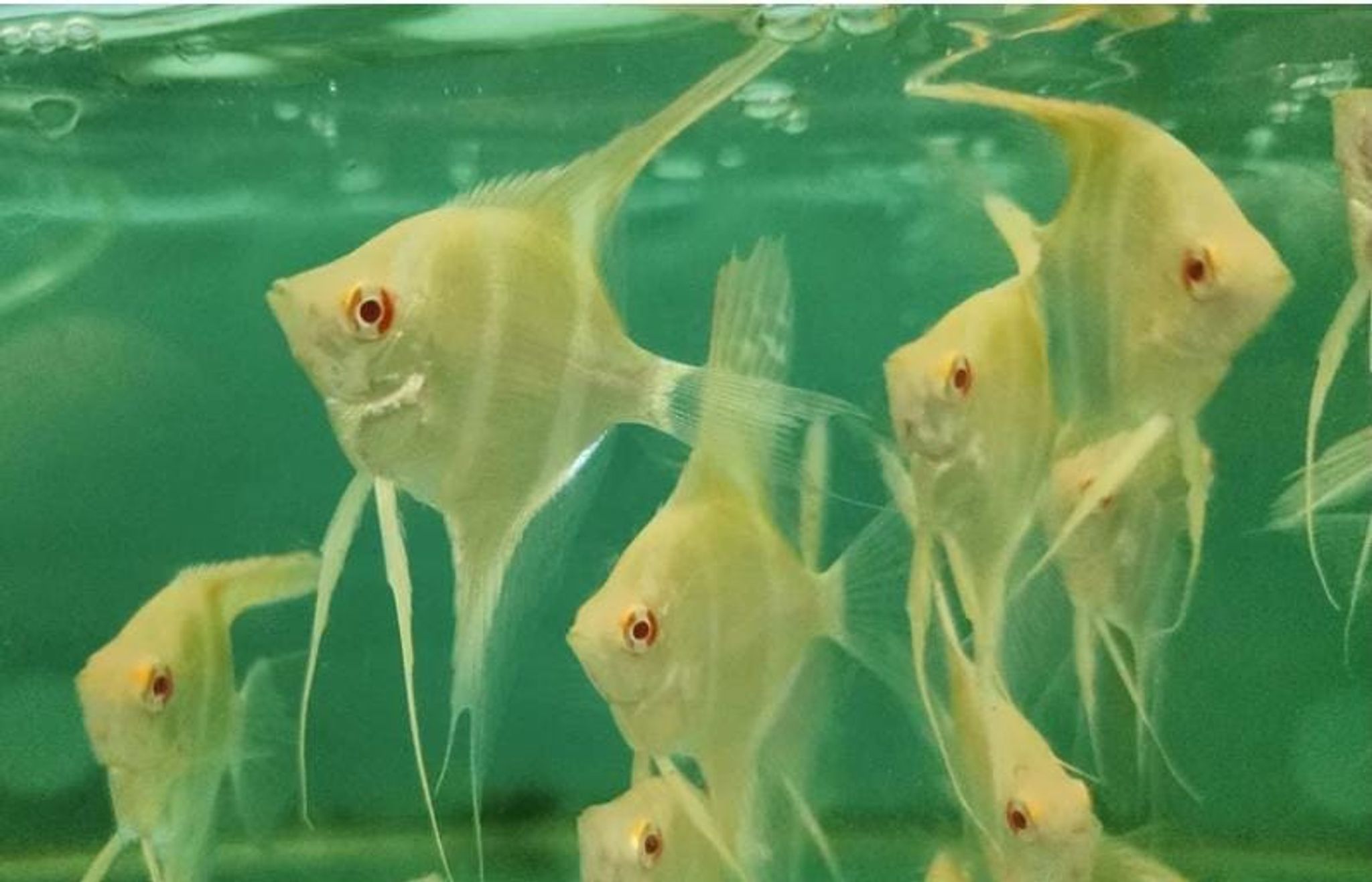 Albino Dantum Angelfish 4-5cm
