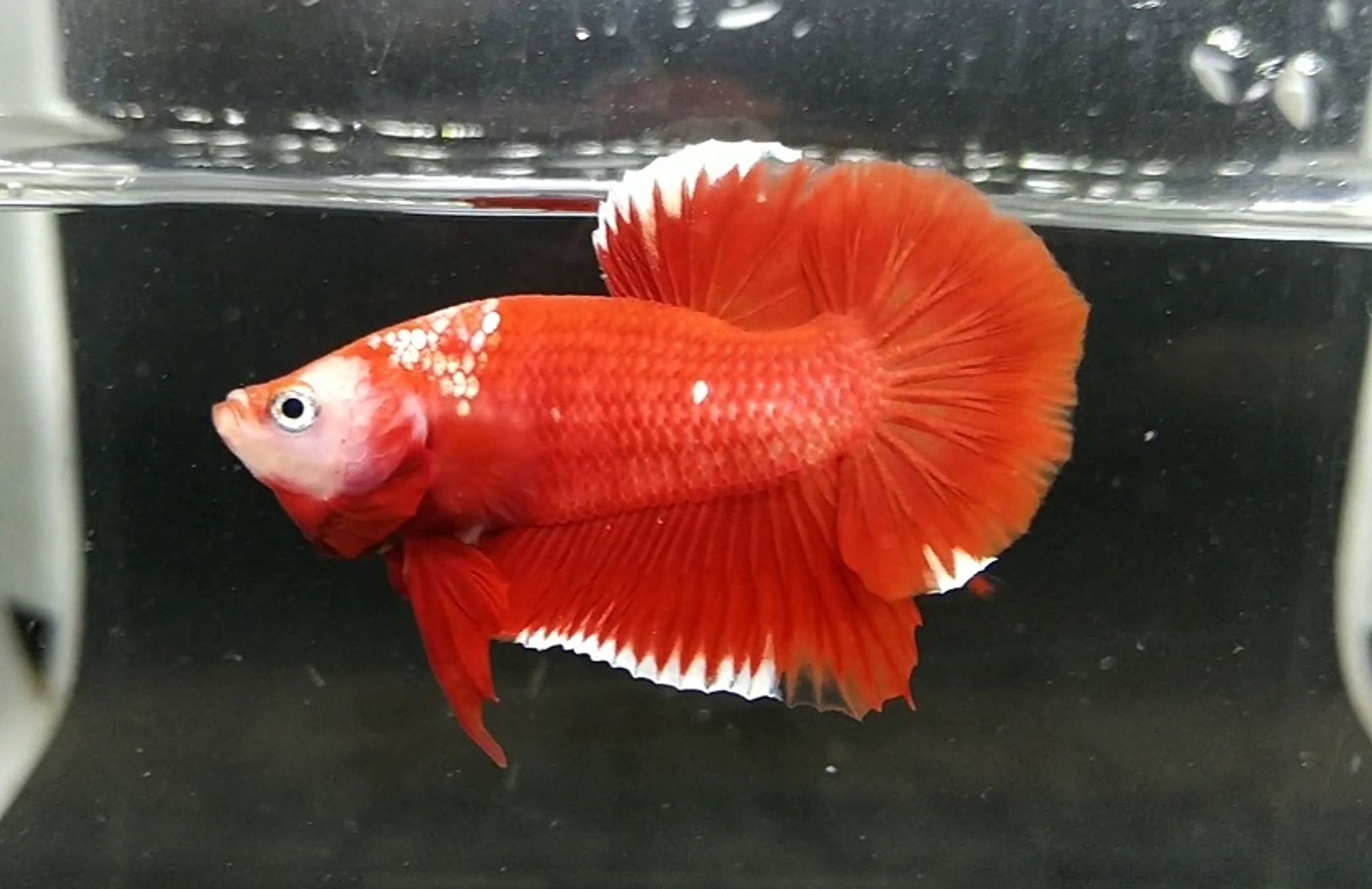 Red gold galaxy (Rgg)