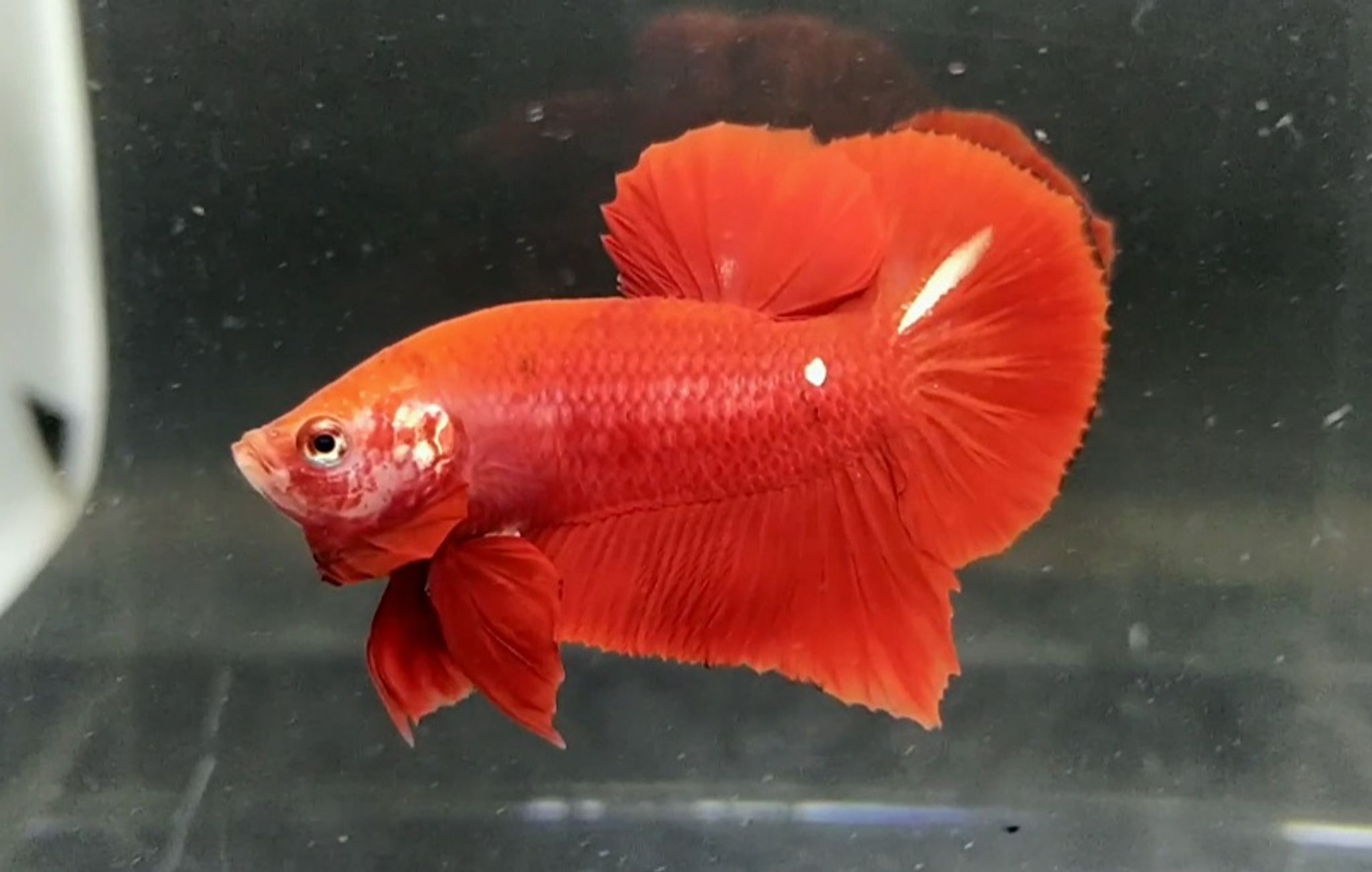 Red gold galaxy (Rgg)