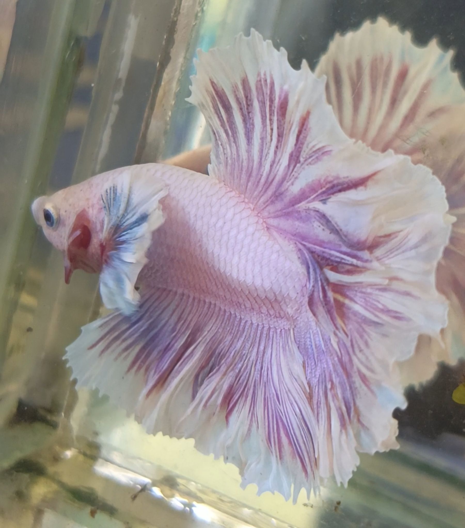 Halfmoon Dumbo ear Feathertail