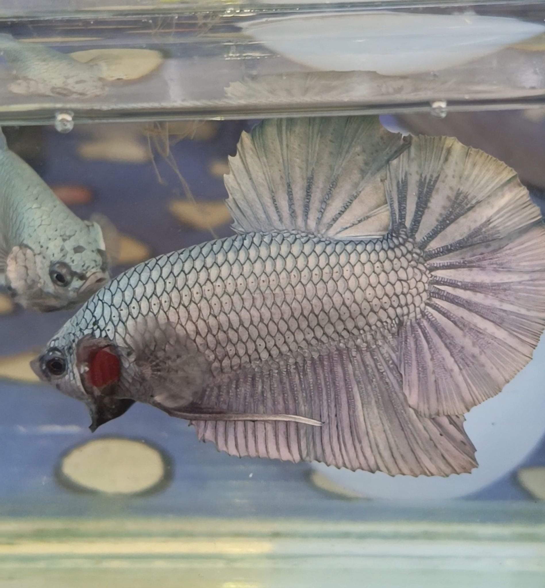 One pair GIANT BETTA COPPER