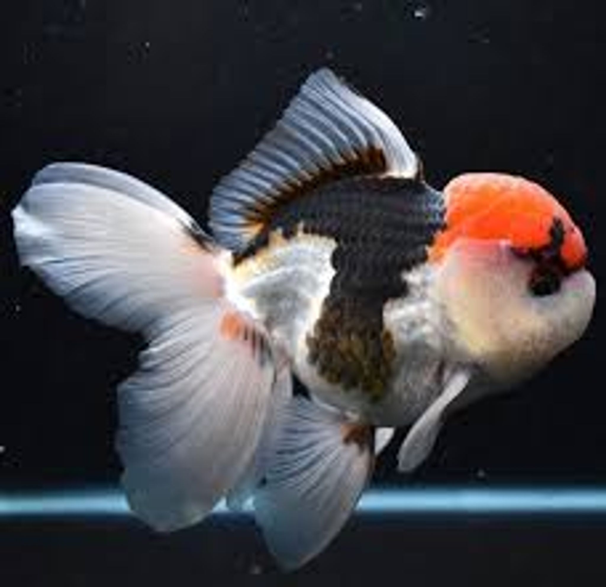 Goldfish Statistics Singapore 2026: Popularity, Breeds & Prices
