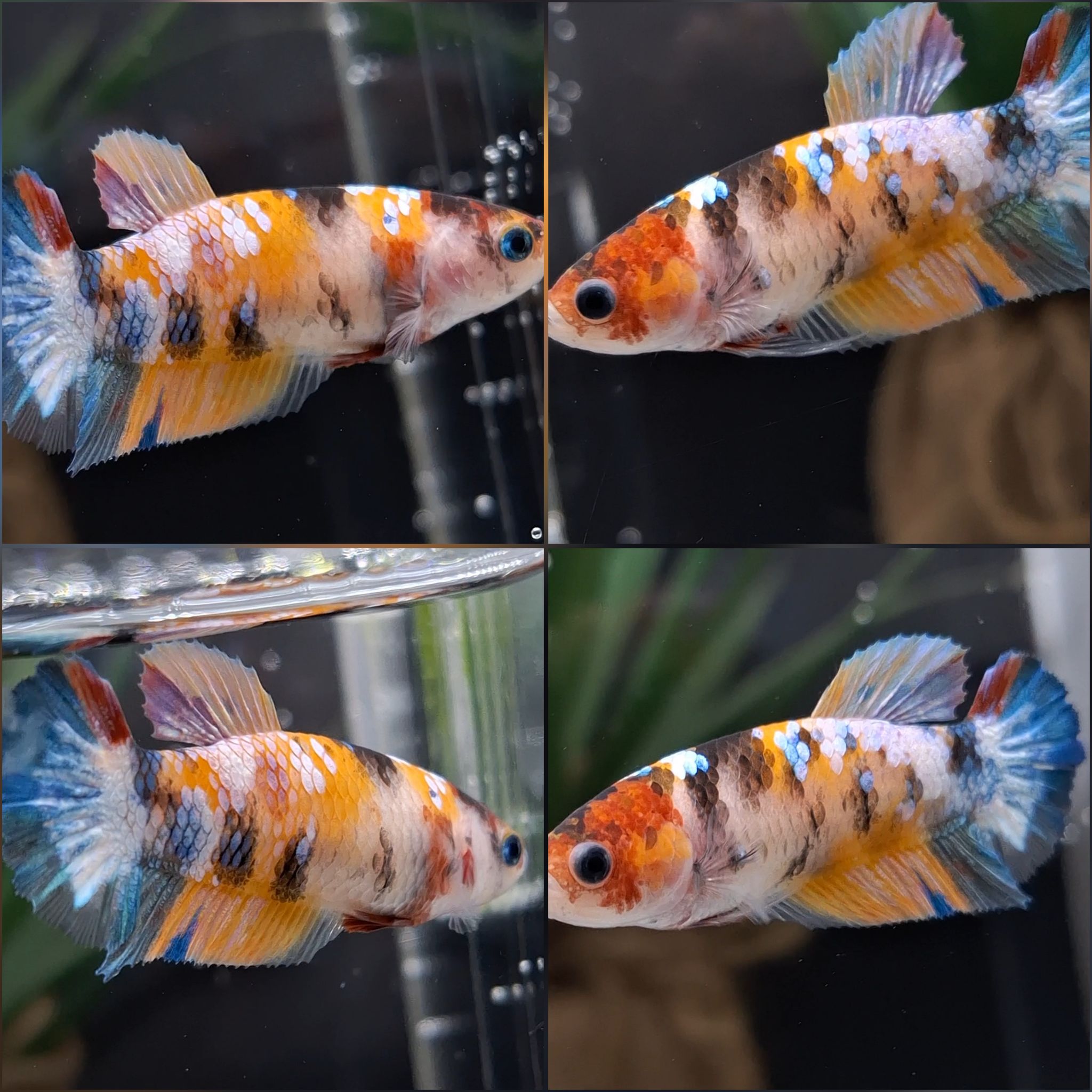 Female Koi Betta Fish