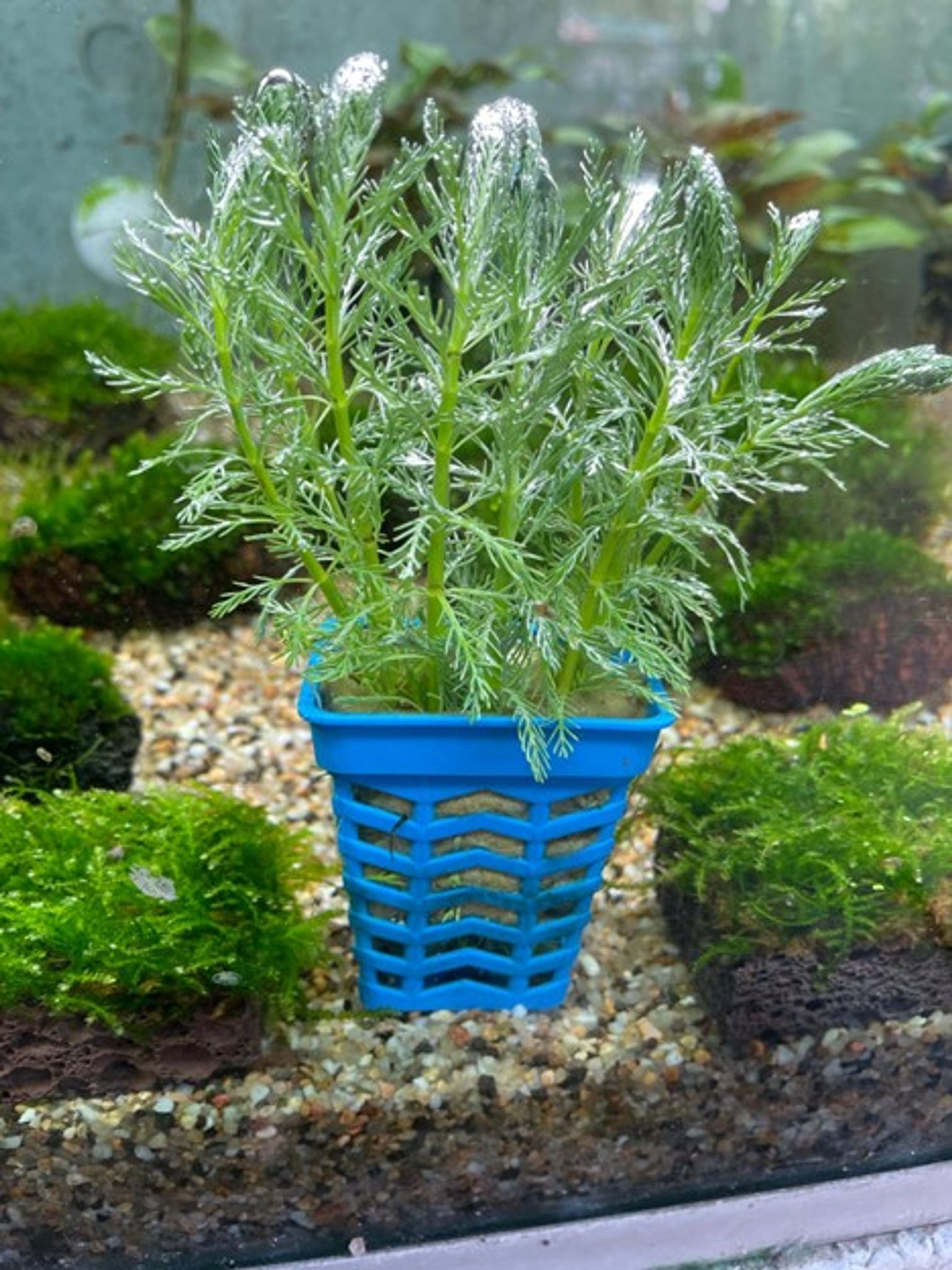 Myriophyllum Procerpinacoides