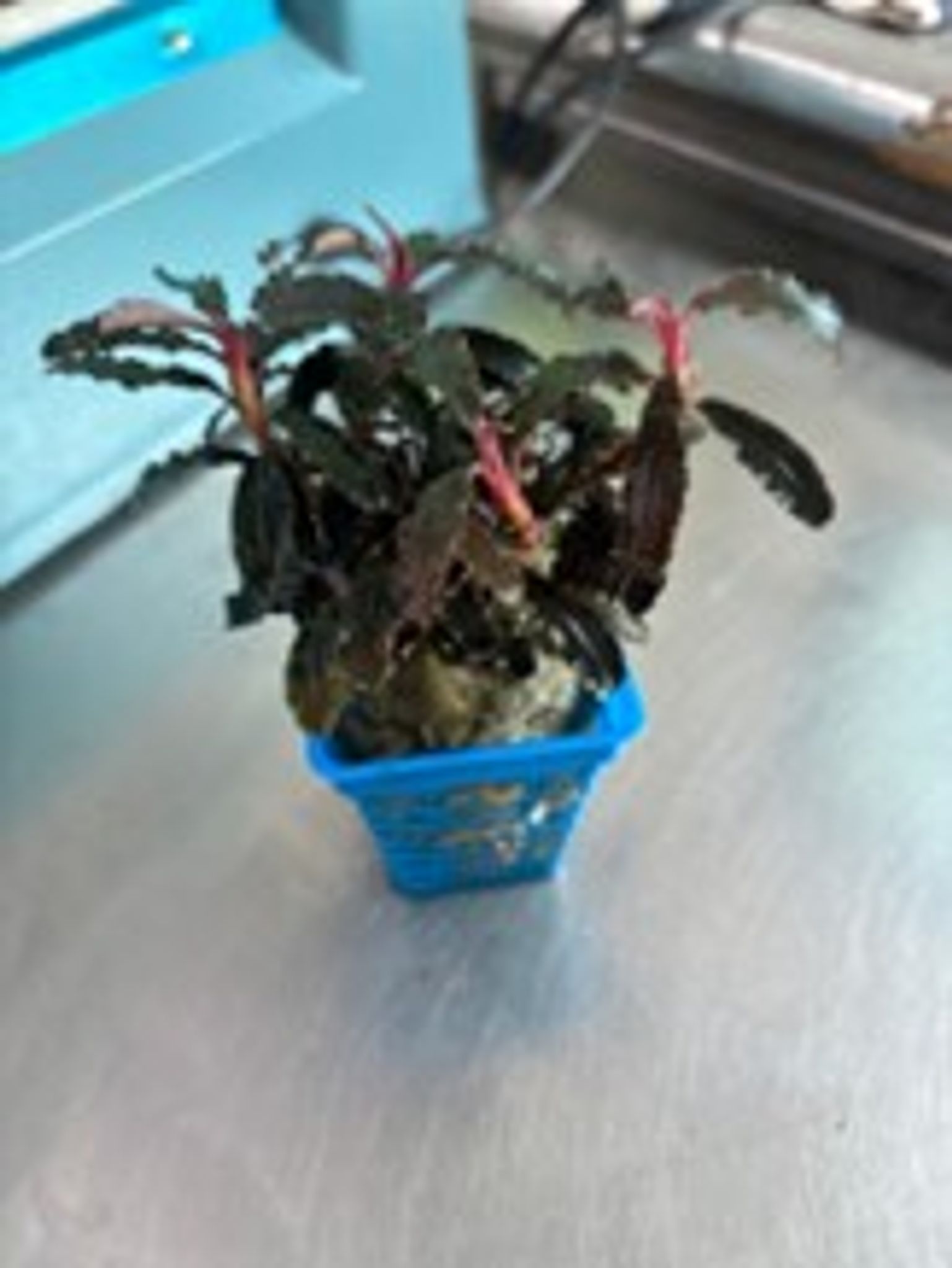 Bucephalandra Red Dragon Fly