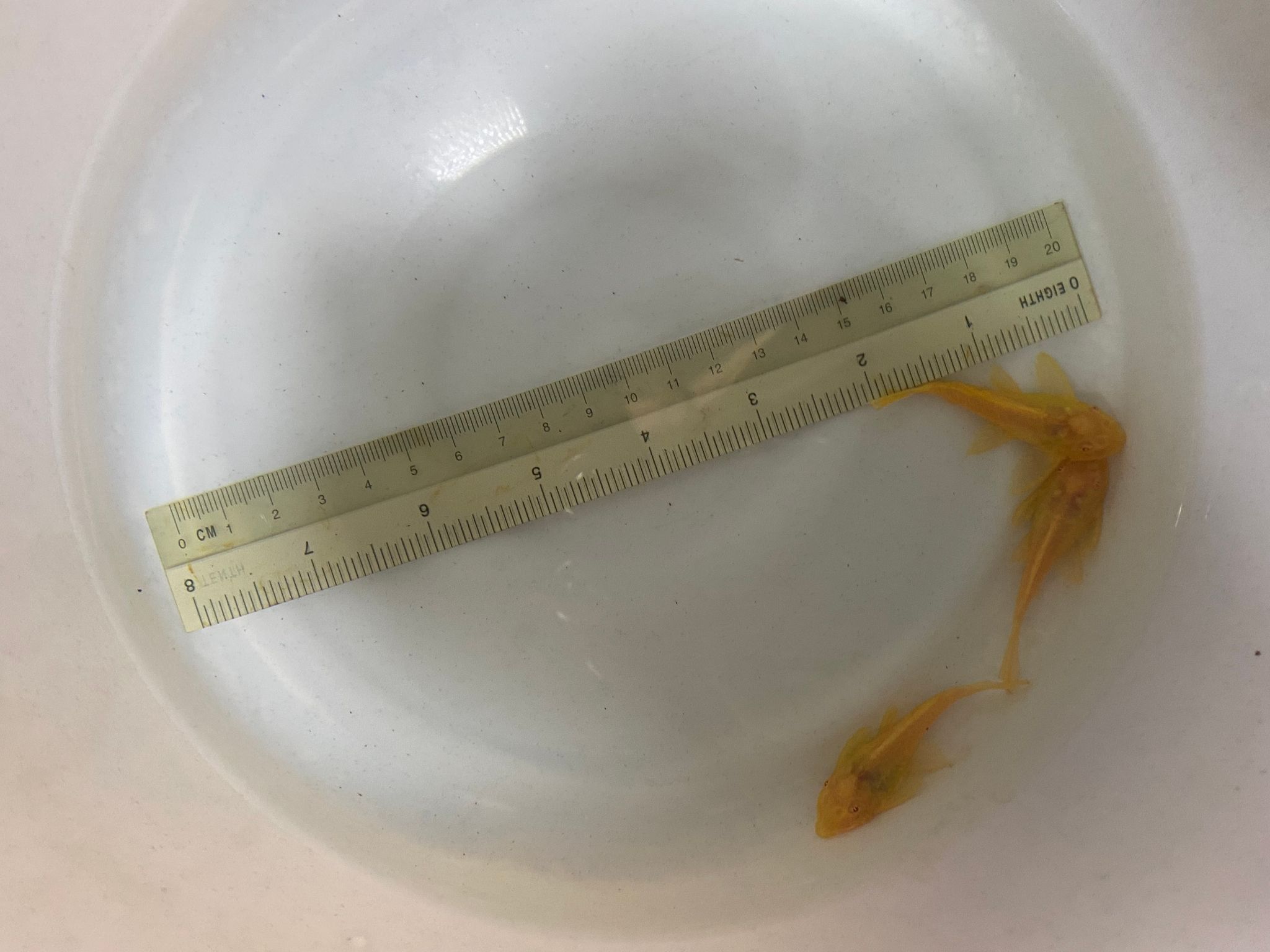 Albino Pleco (2inch) albino sucker fish