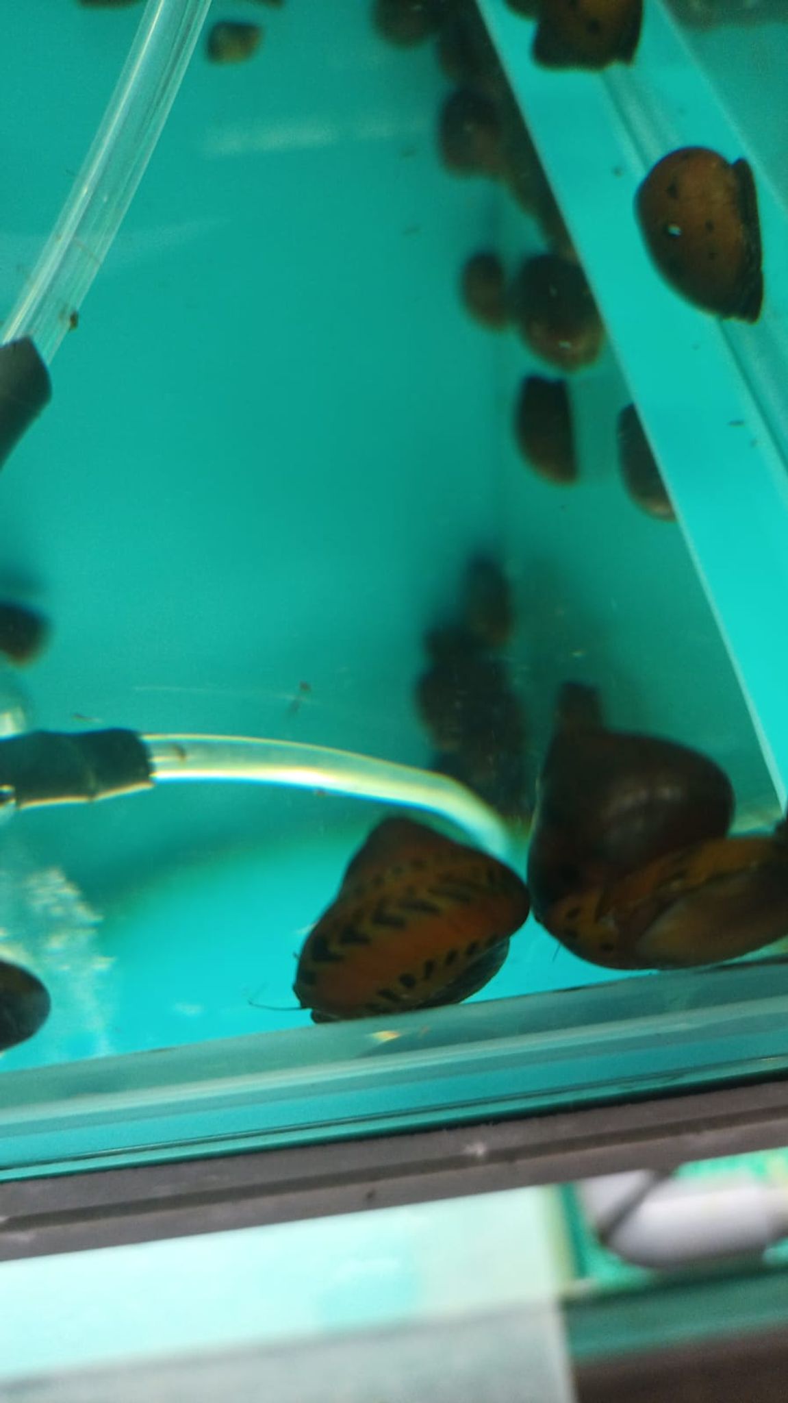 Piano snail