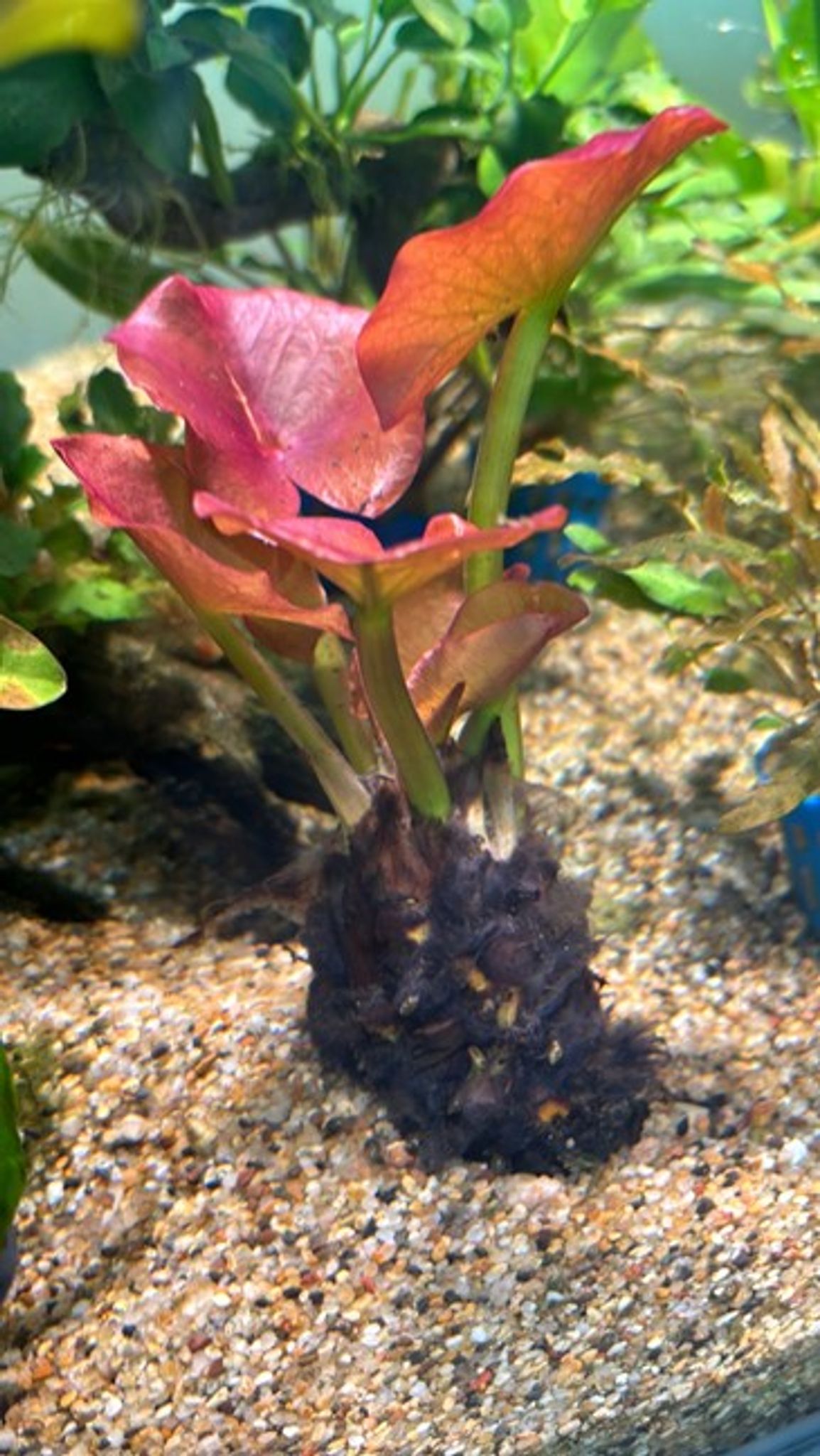 Nuphar Japonicum (Red Spatterdock)