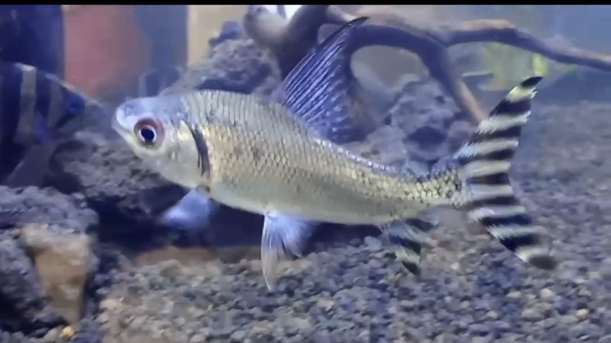 Feifong Yellow flagtail