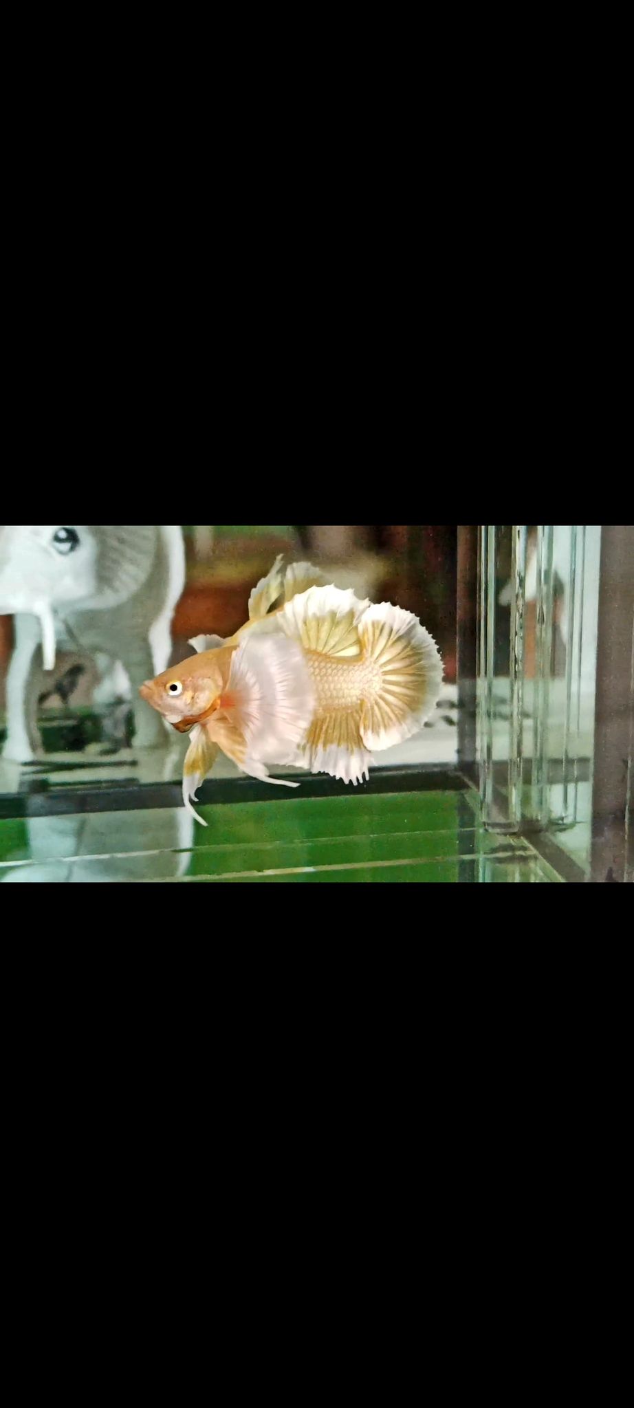 Plakat Dumbo Gold