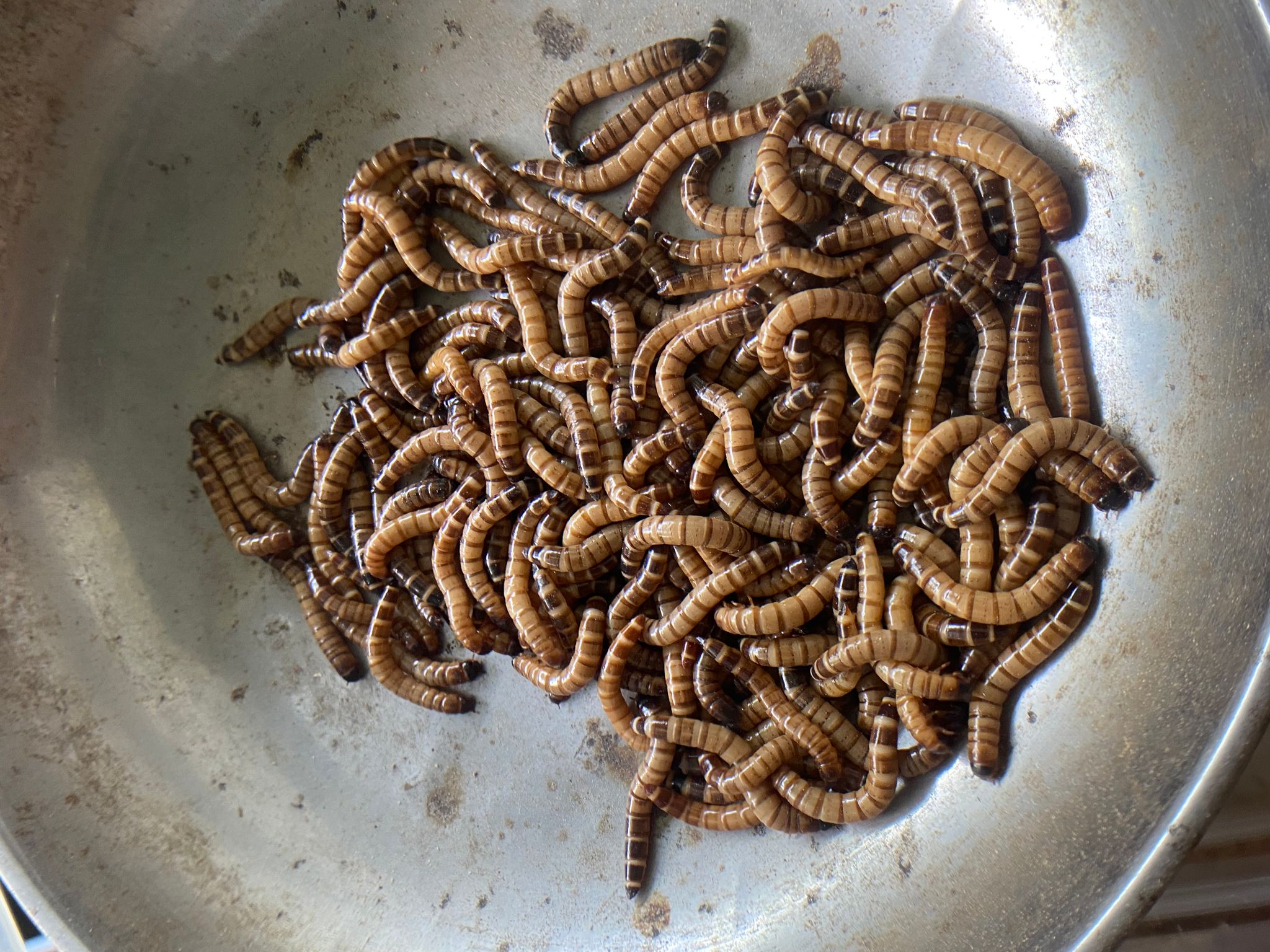Super worms Superworm worms live feeders