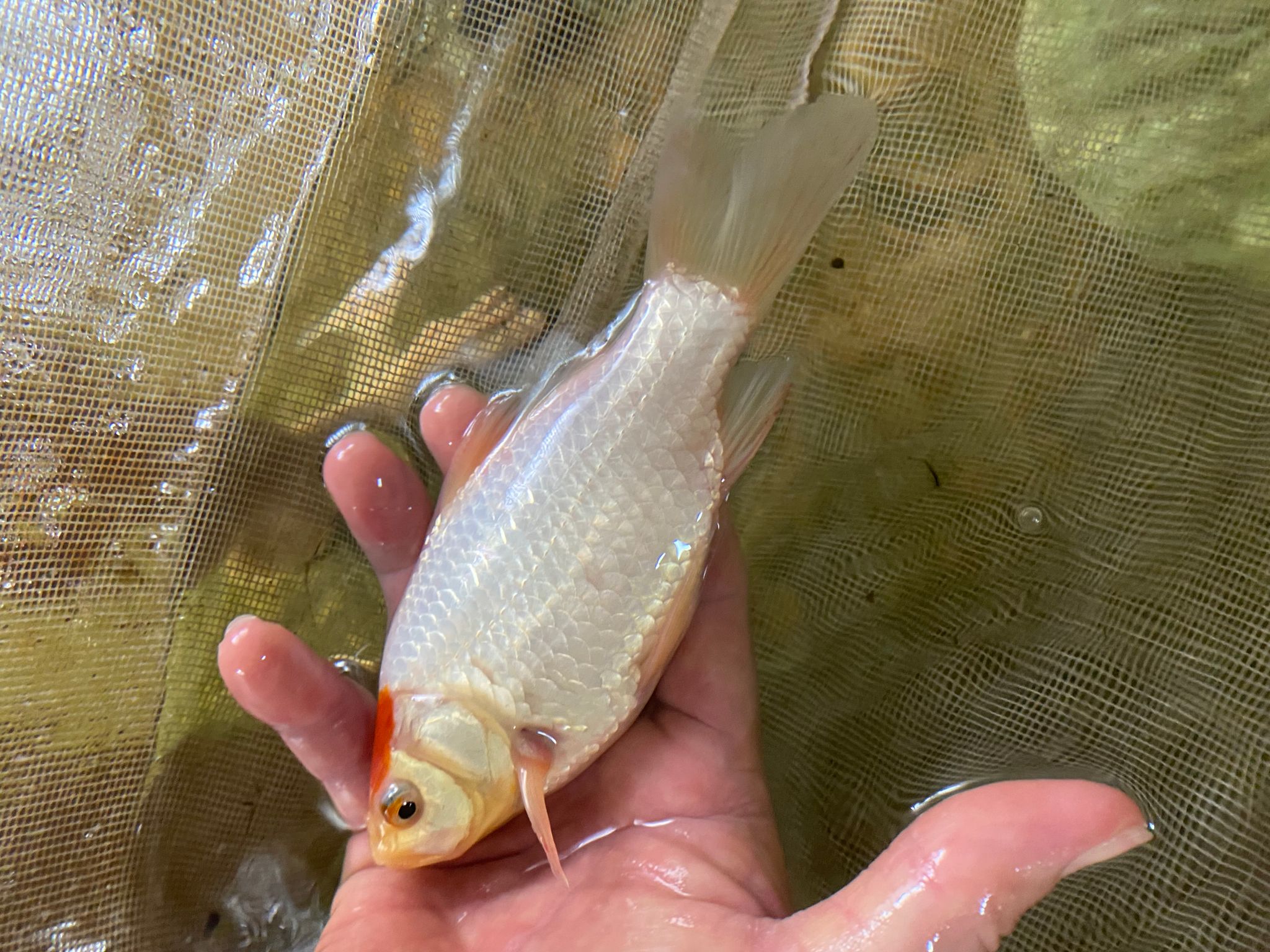 Comet goldfish comet-tailed goldfish single-tailed goldfish