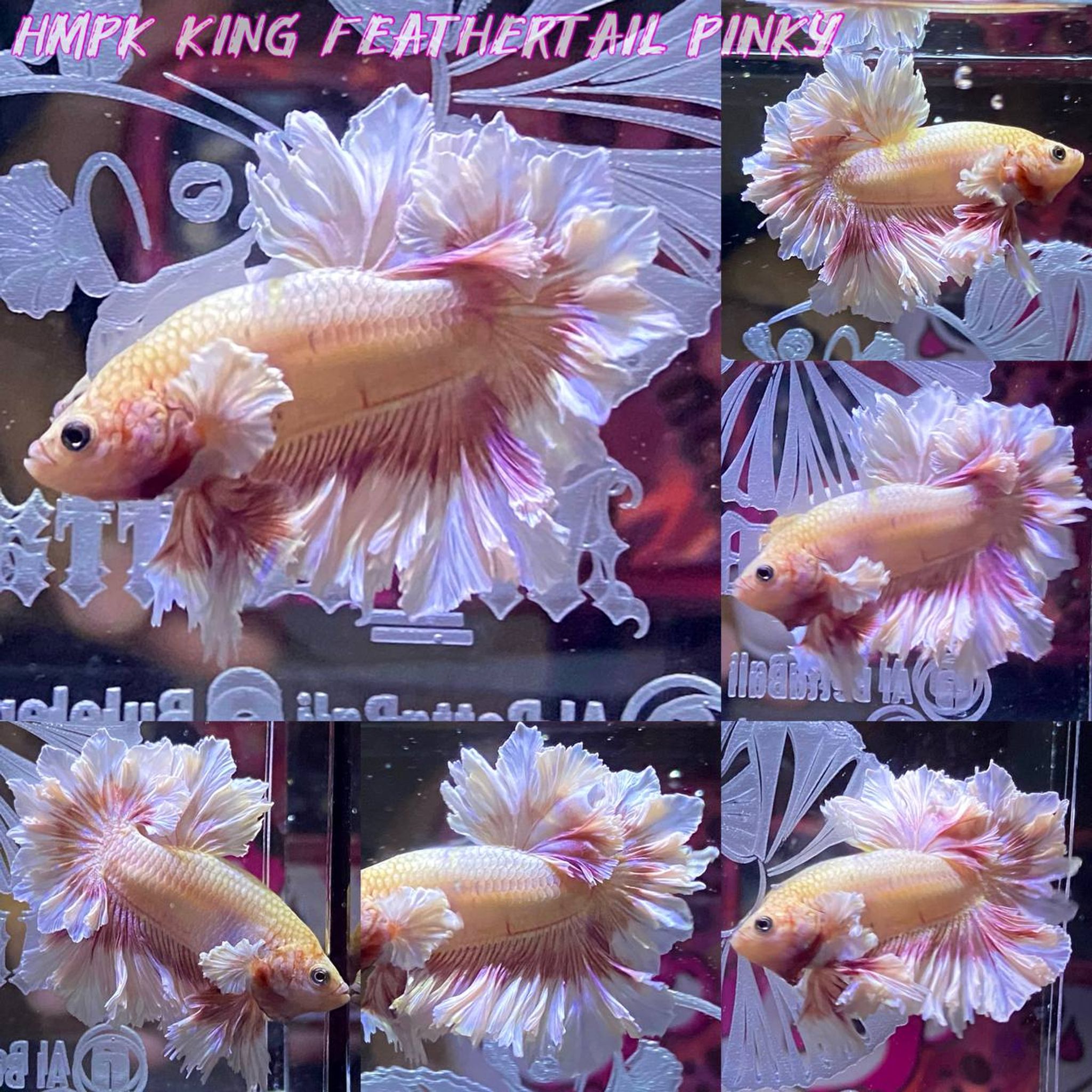 HMPKDE king feathertail