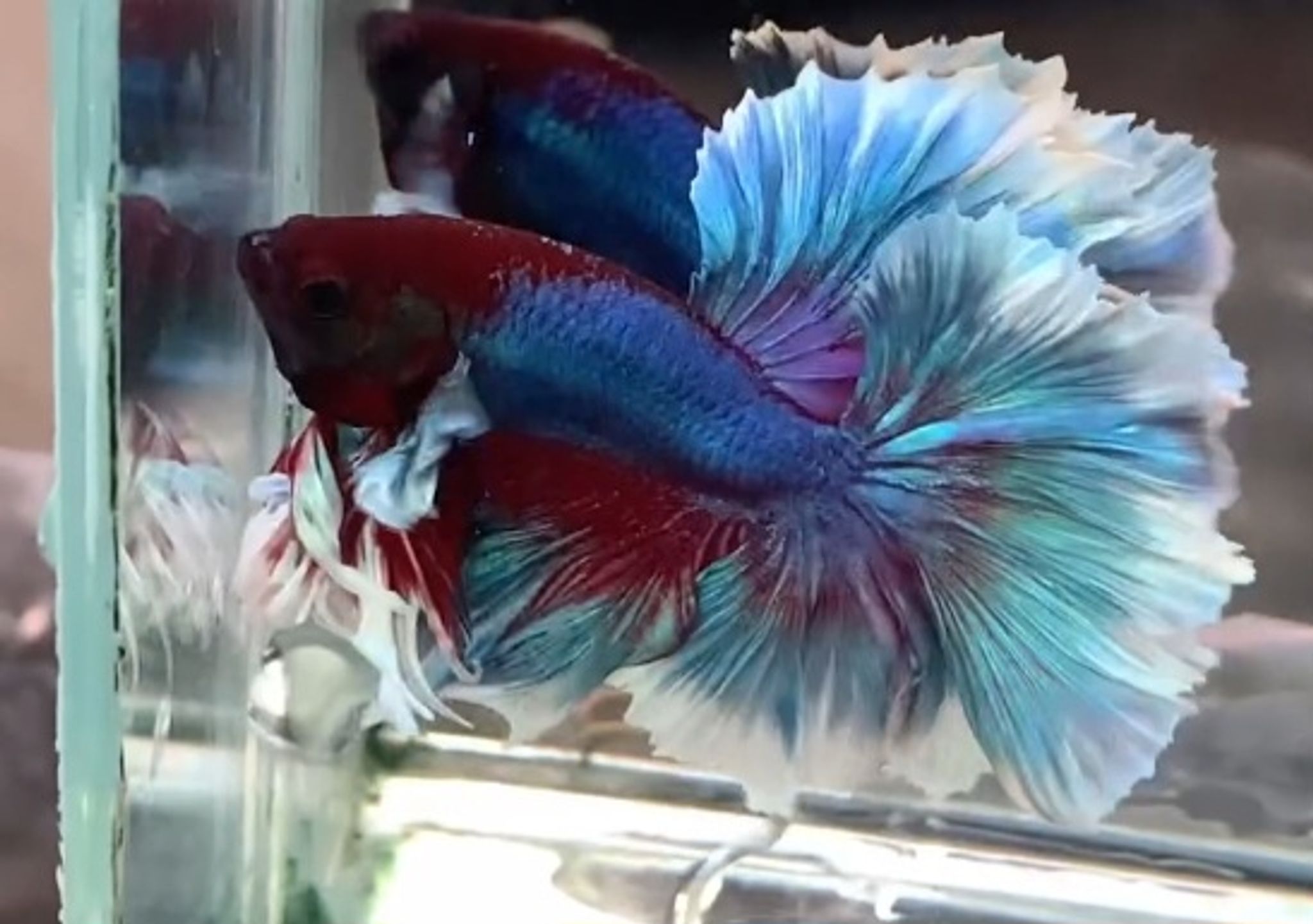 King Rosetail
