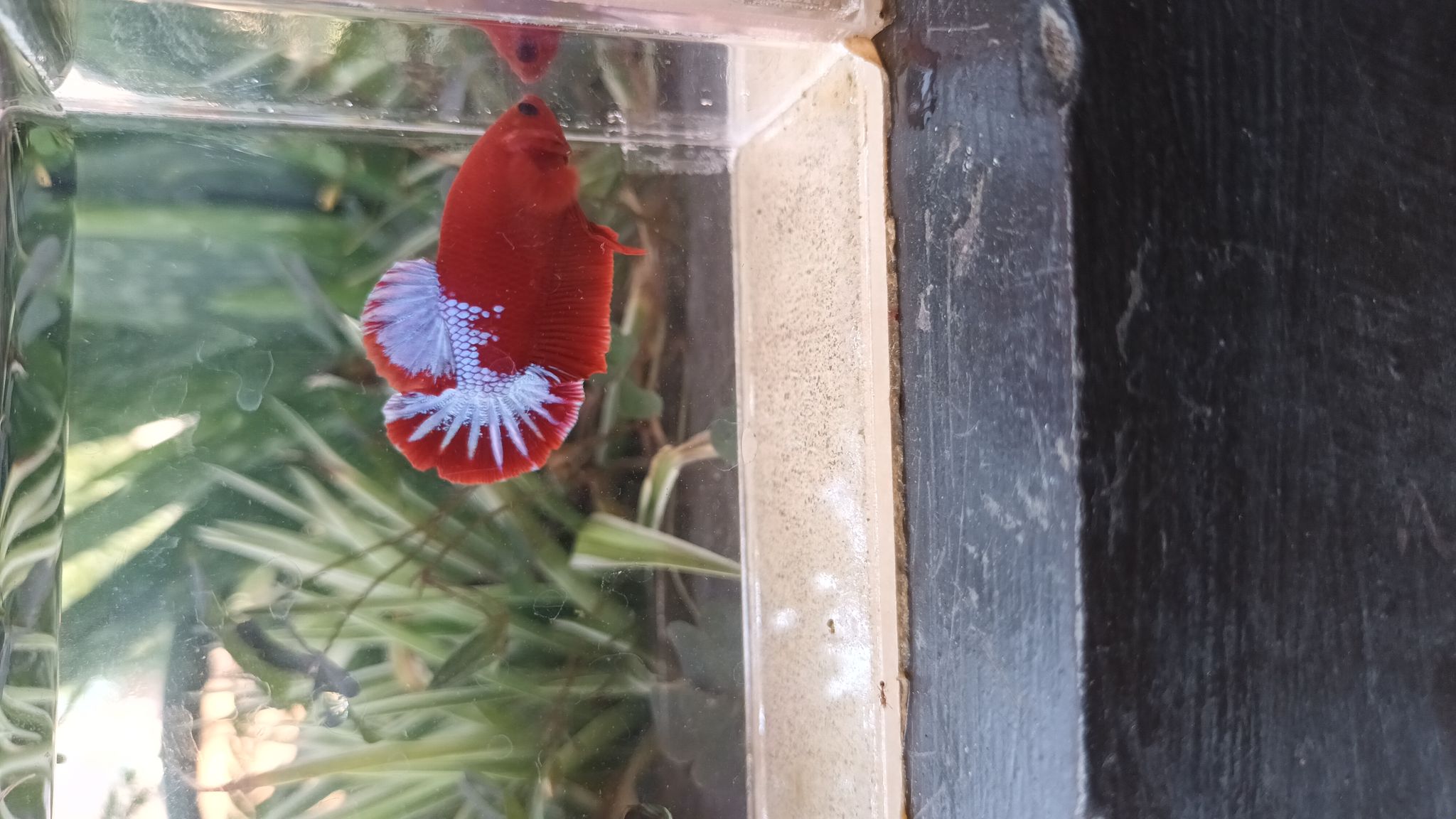 Betta plakat Hellboy