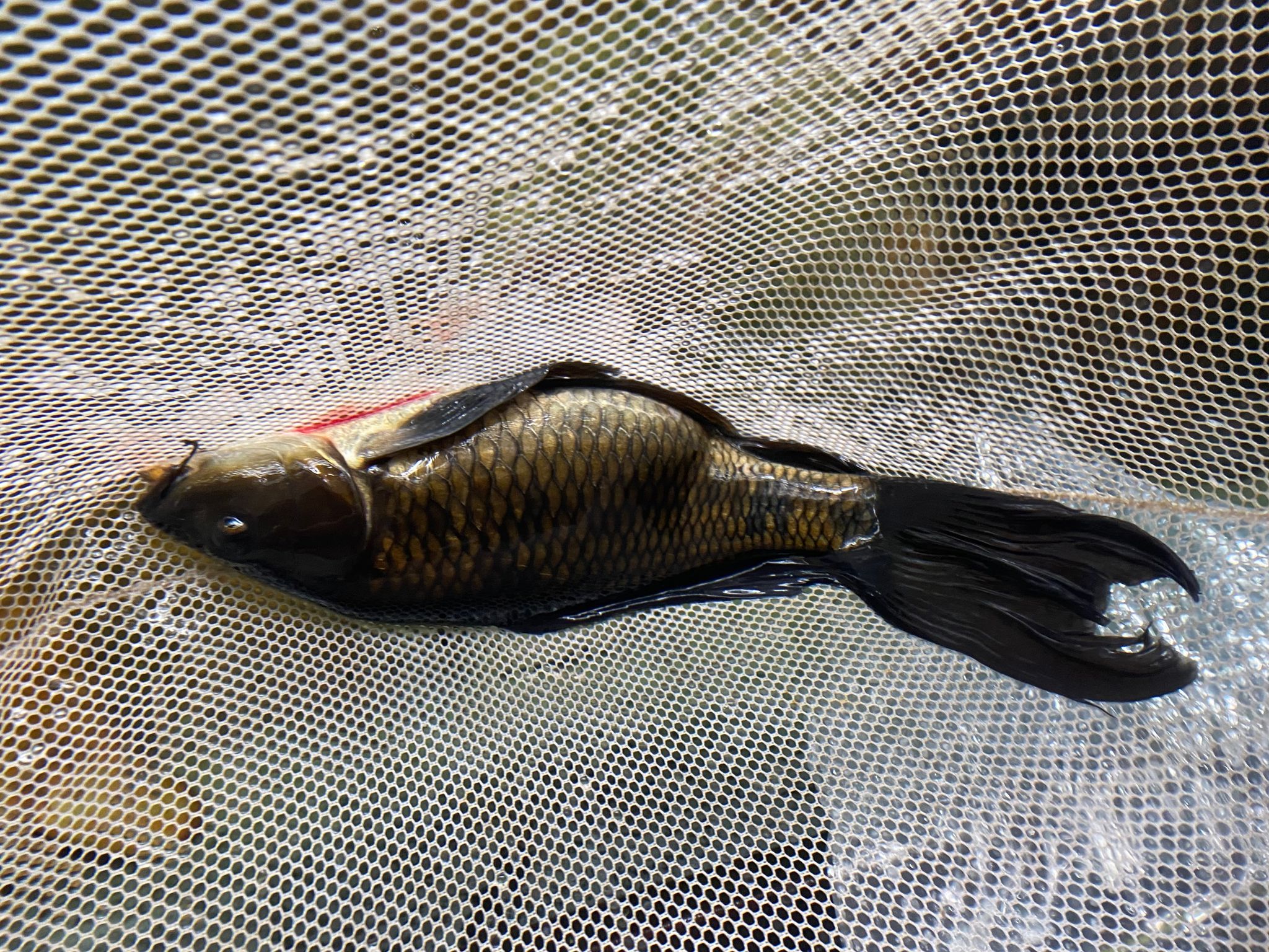 Koi Black fairy koi (14-15 inch)
