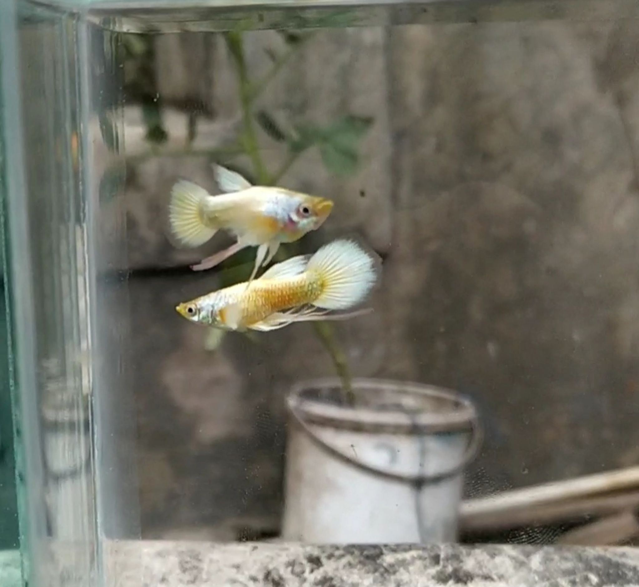 Guppy Gold Ribbon