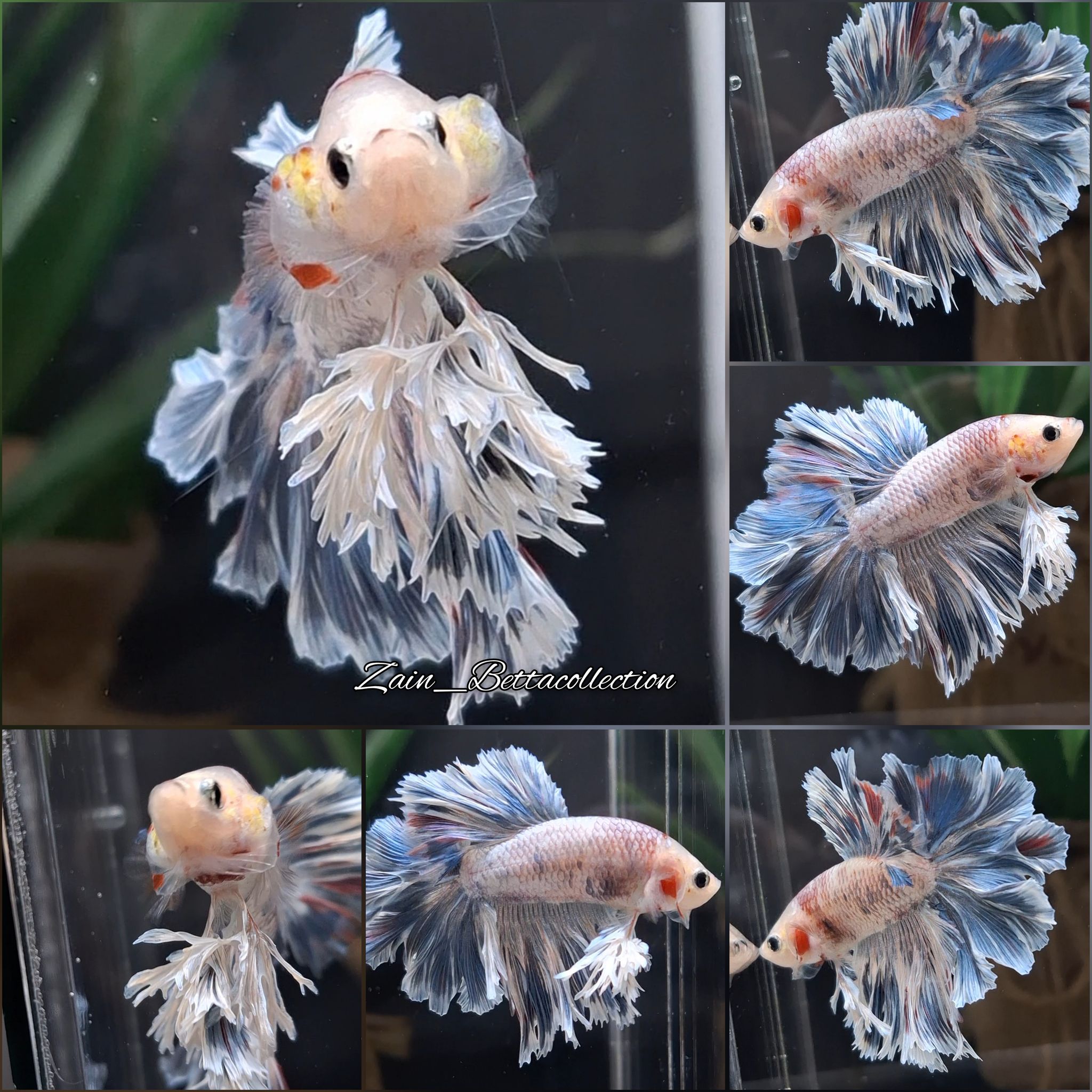 King Rosetail Halfmoon Grizzle Fancy Monkey Face Betta Fish