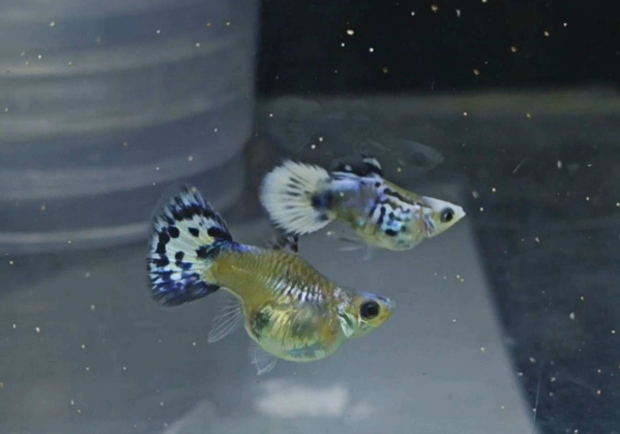 Blue koi snake skin super short body