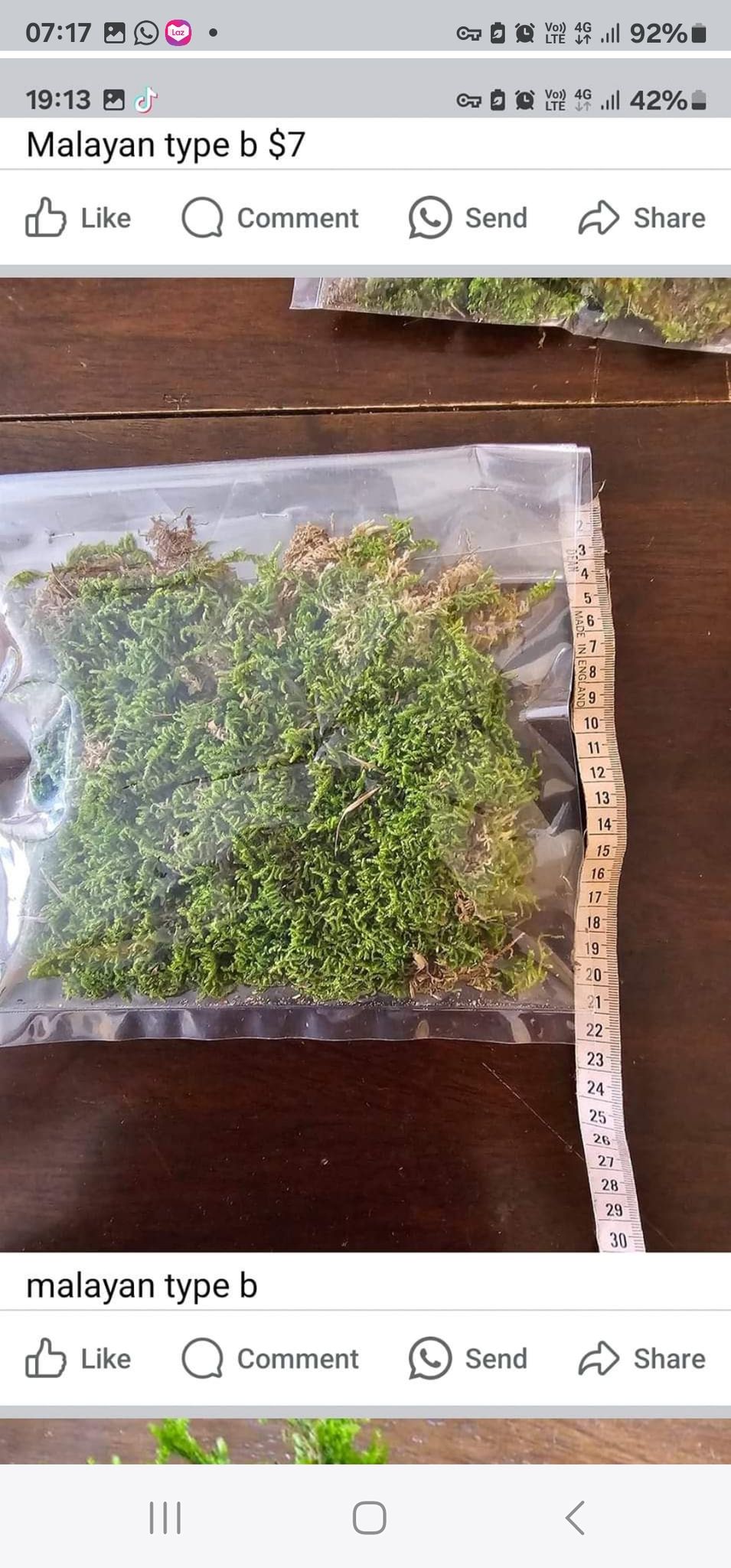 malayan type A moss 2 pkts