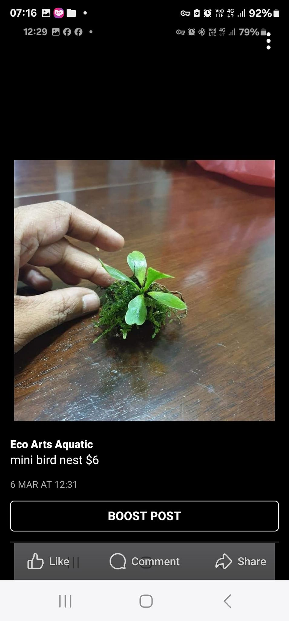 mini birdnest fern 2pcs