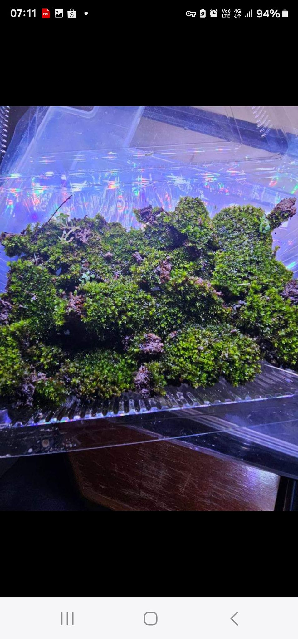 bonsai star moss