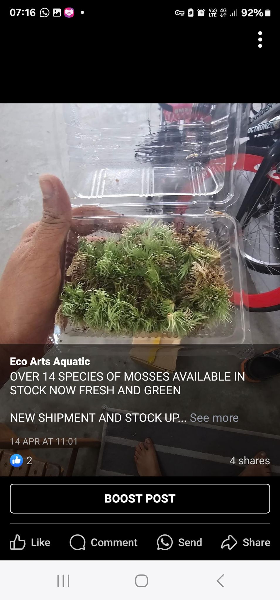 squrrel tail moss