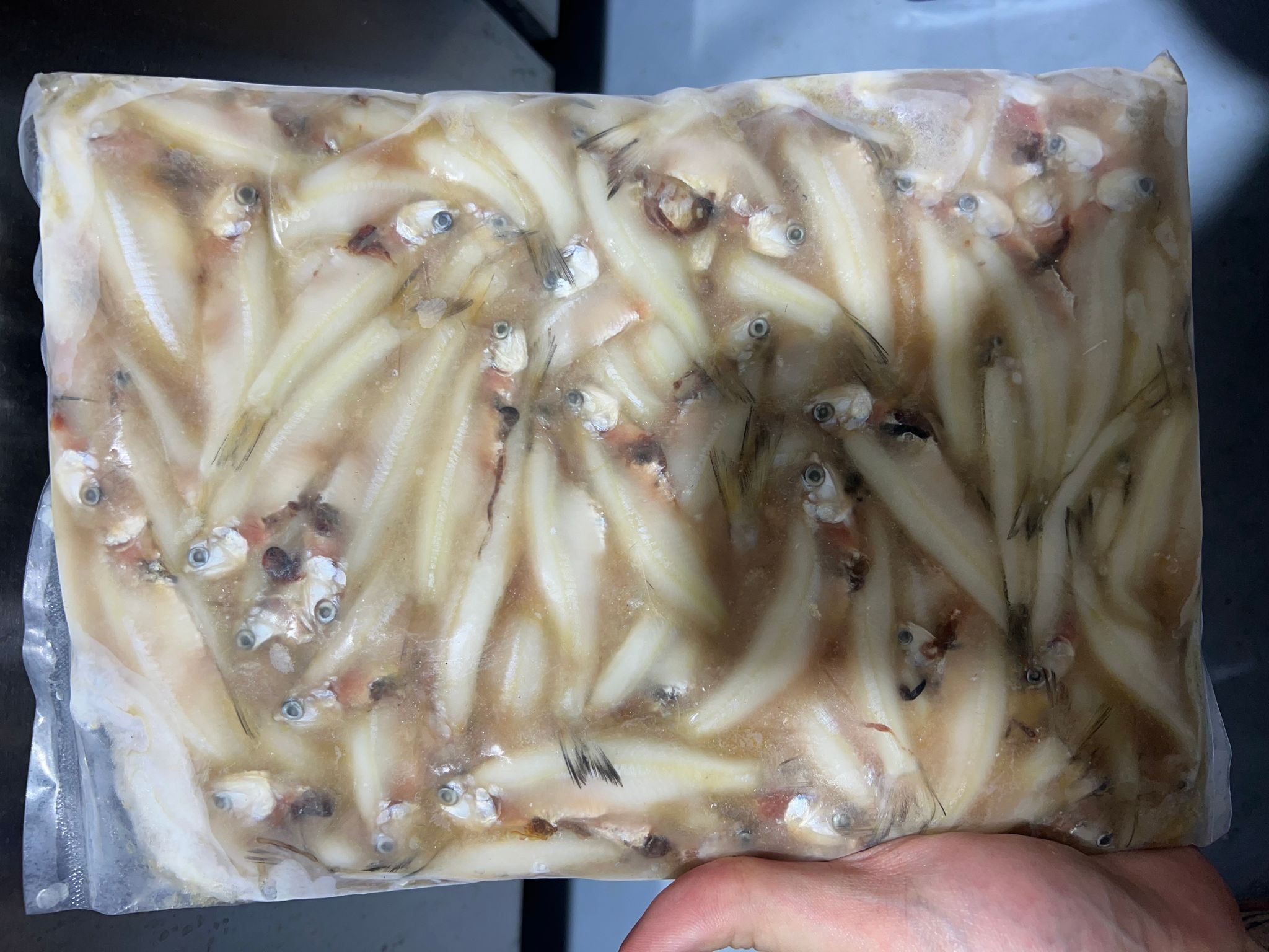 Frozen Anchovies / Ikan Bilis feeders