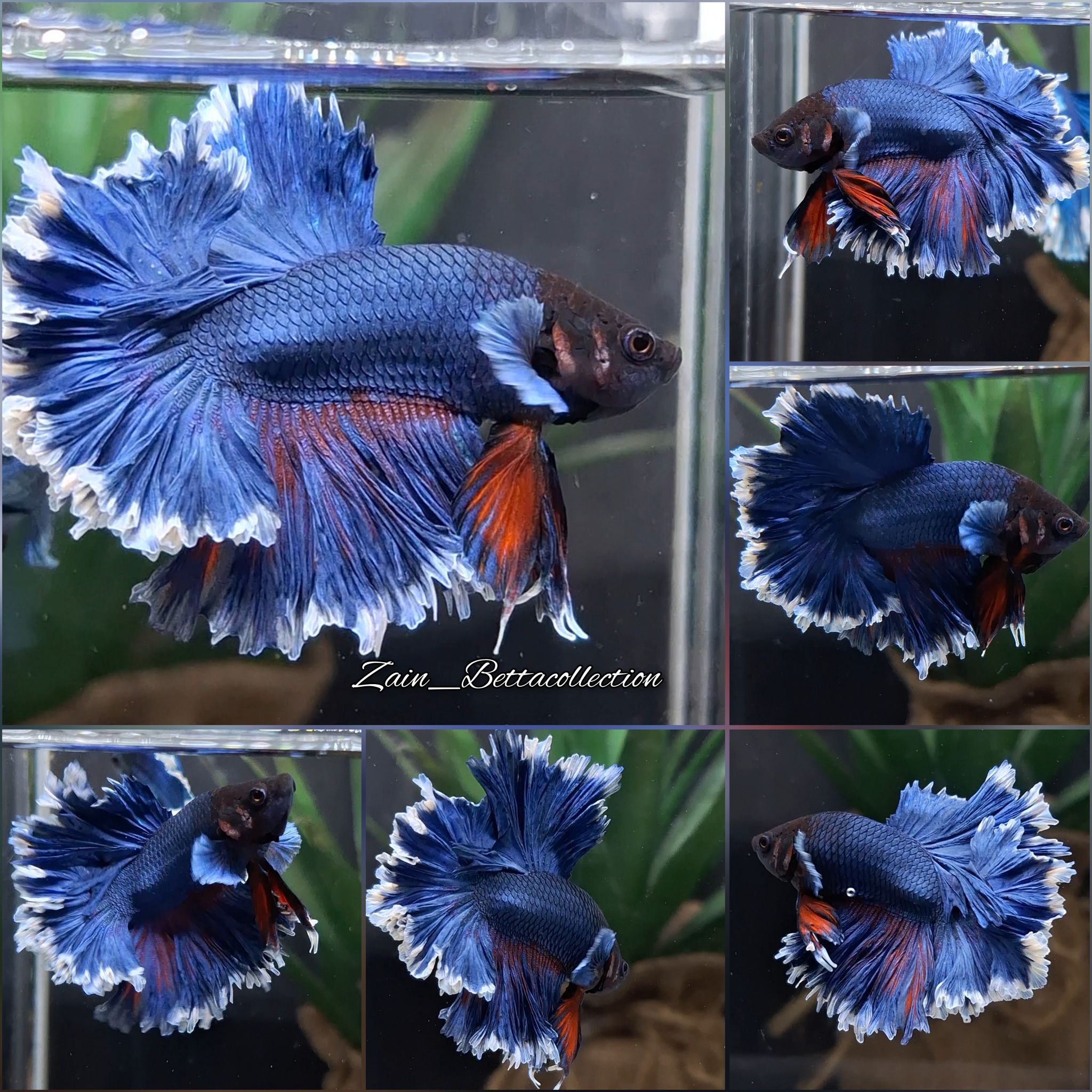 Junior Feathertail Halfmoon Dumbo Ear Blue Butterfly Betta Fish