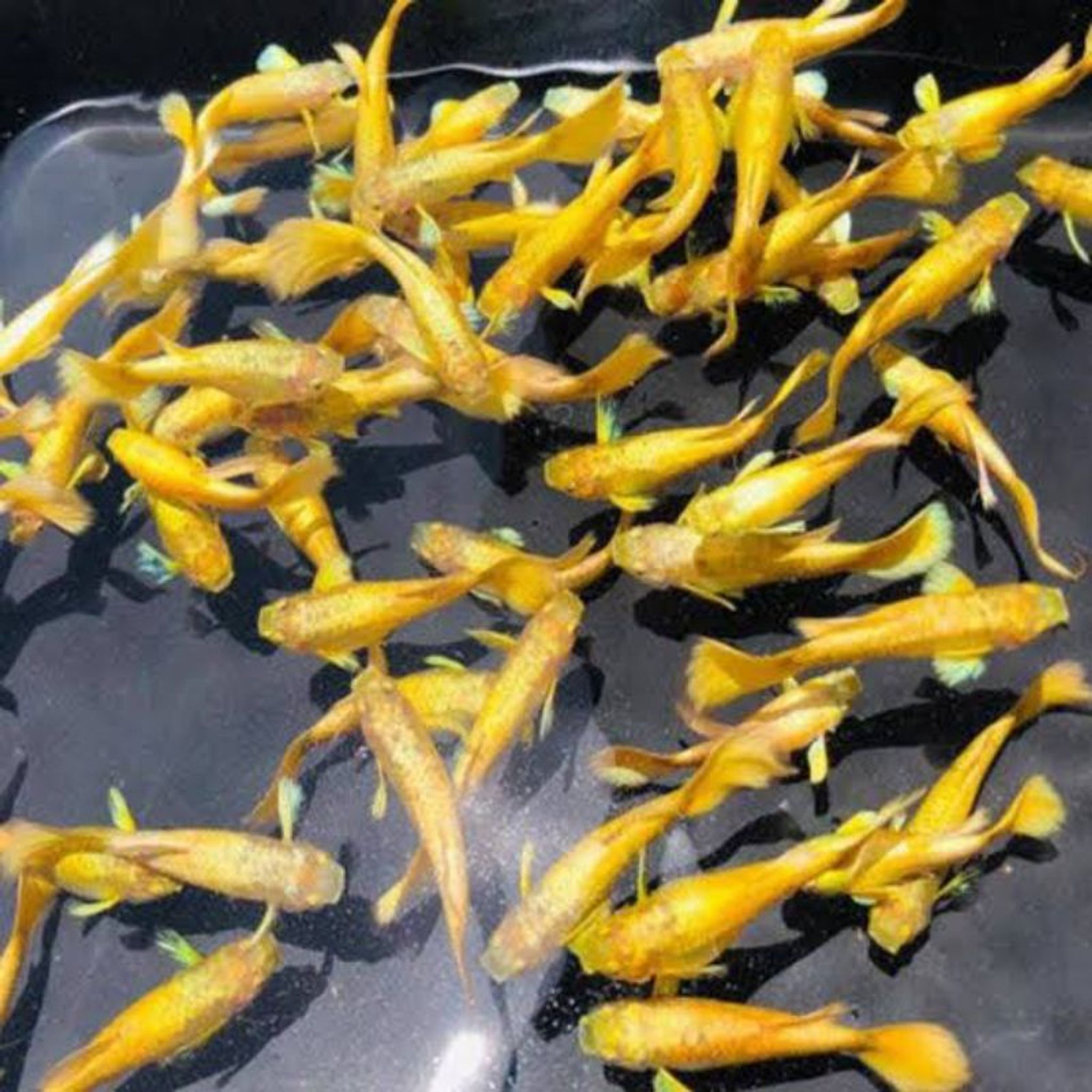 Full Gold Guppy (Viet Line)
