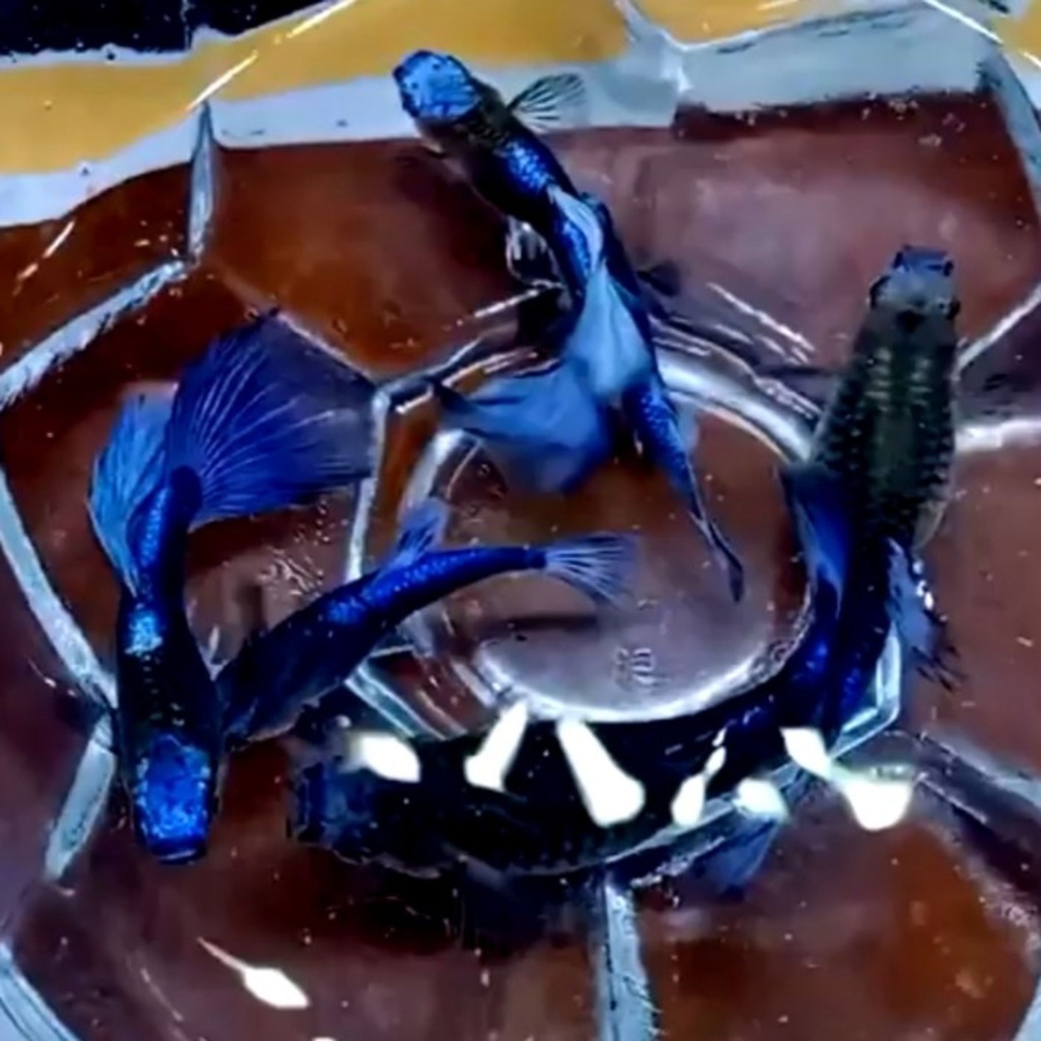 Blue Koi Guppy