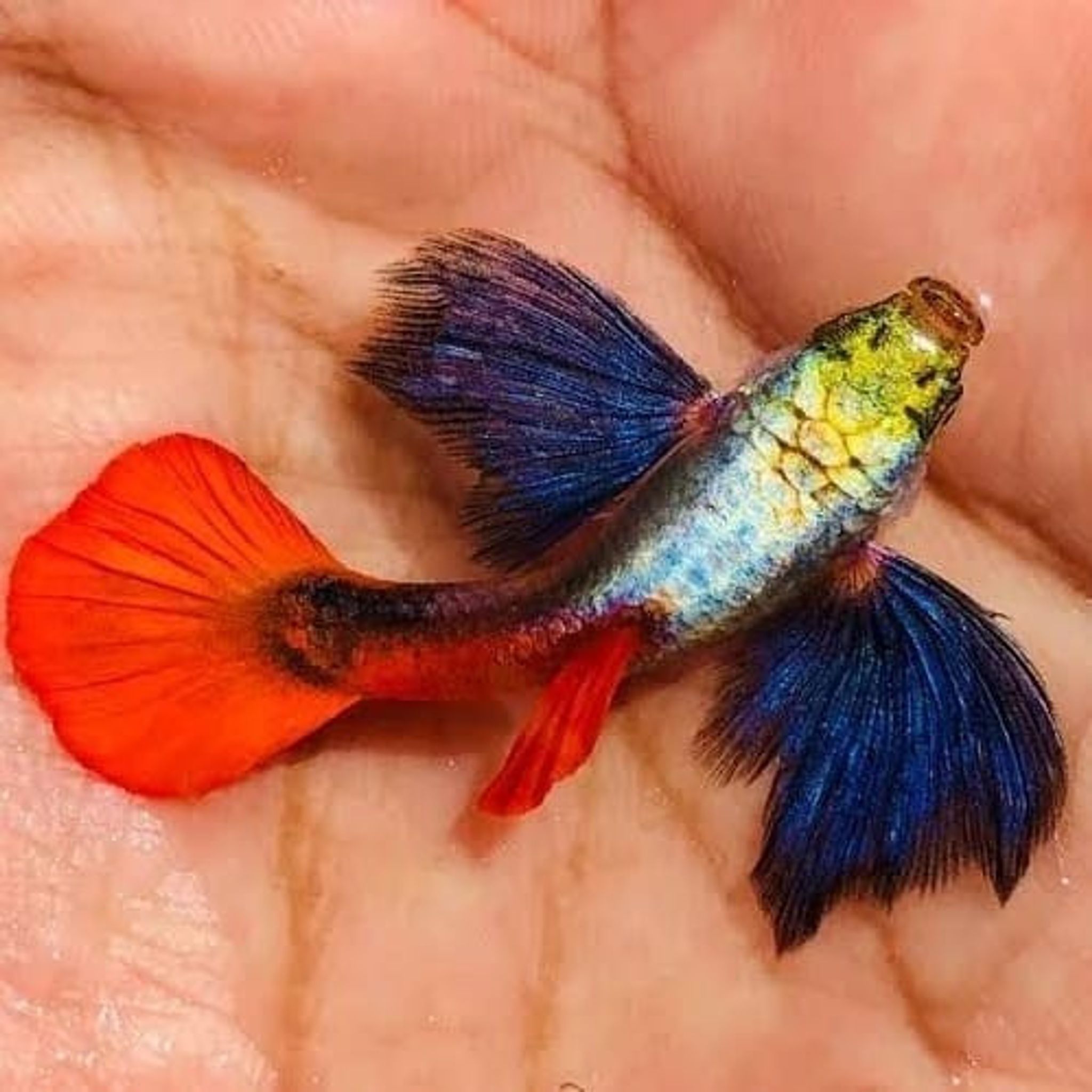 Higher Care Platinum Dumbo Ear Guppy