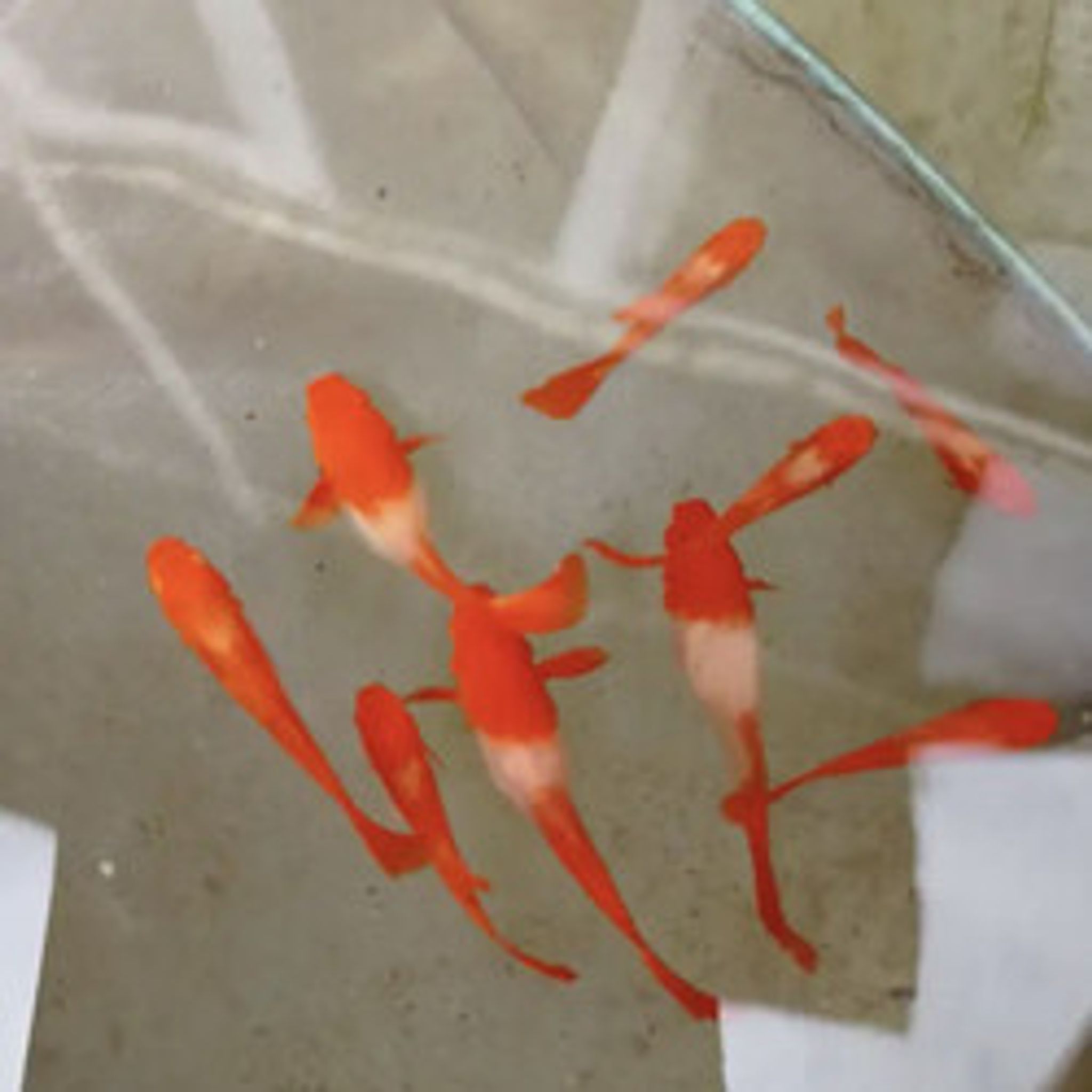 Higher Care Albino Platinum Koi Big Ear Guppy